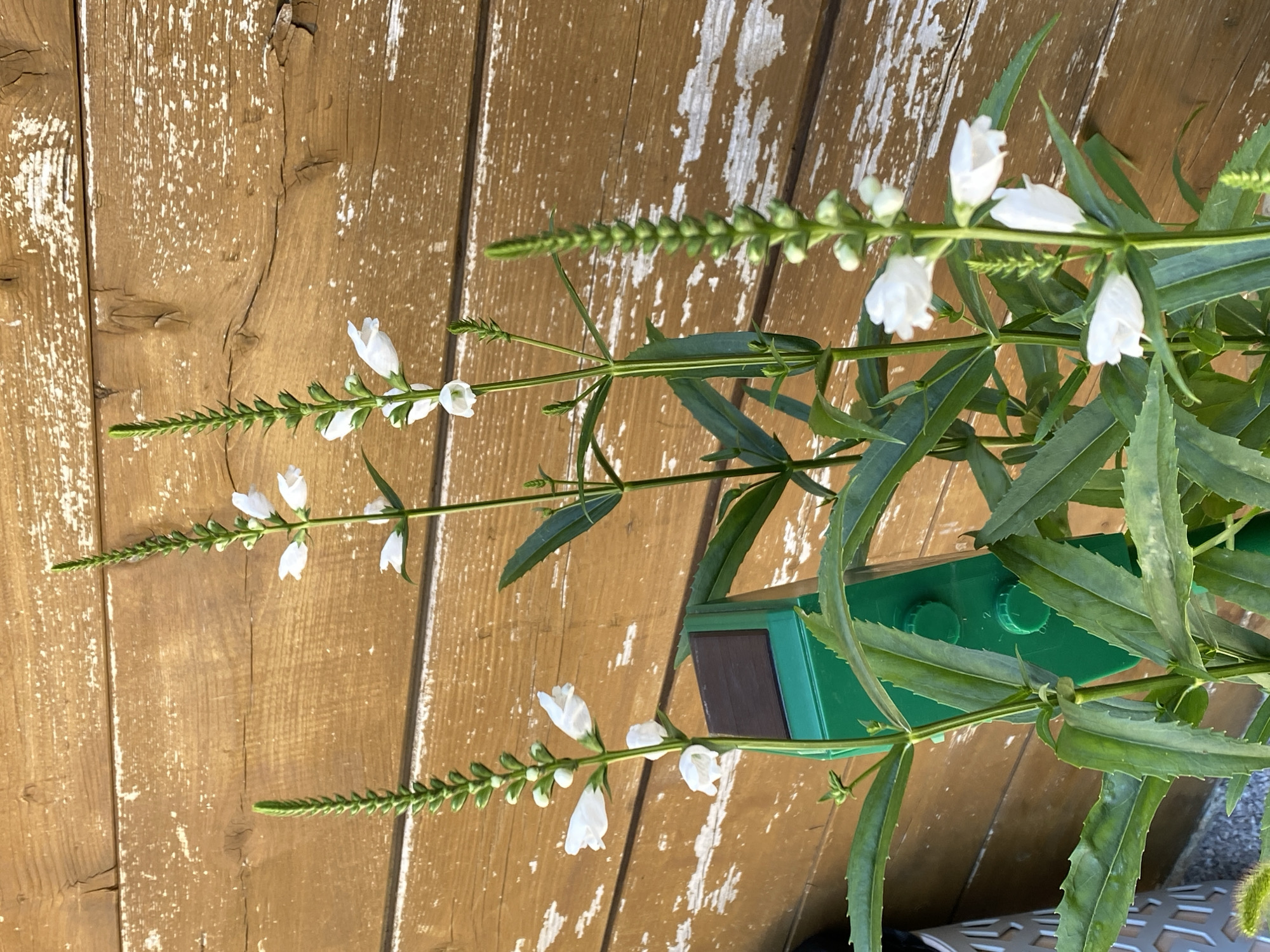 Garden flowers and conifers in close-up, Purkersdorf