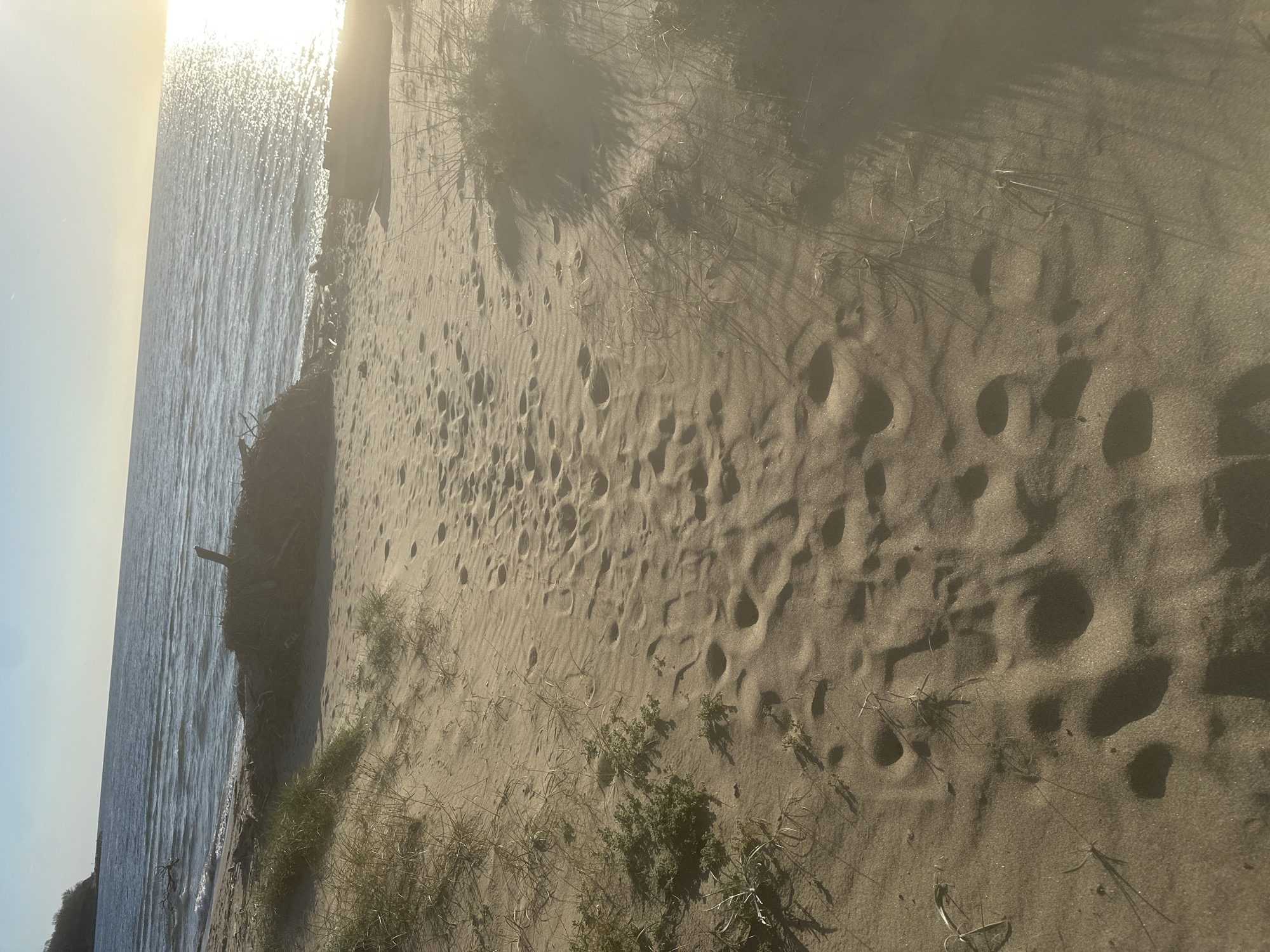 Morning beach scene captured in Kiten, Bulgaria shows footprints, driftwood