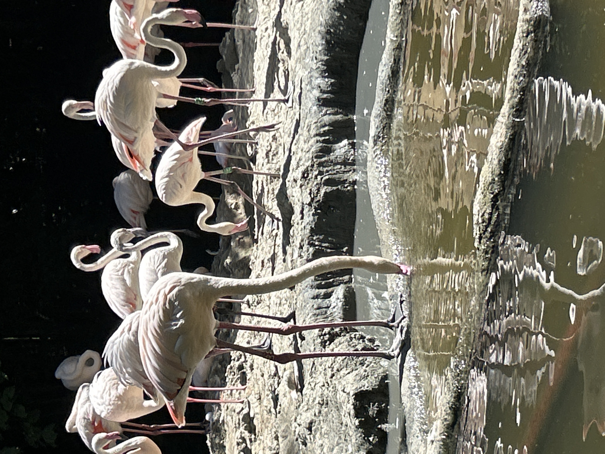 Flamingos wading and resting near a Belgian shoreline