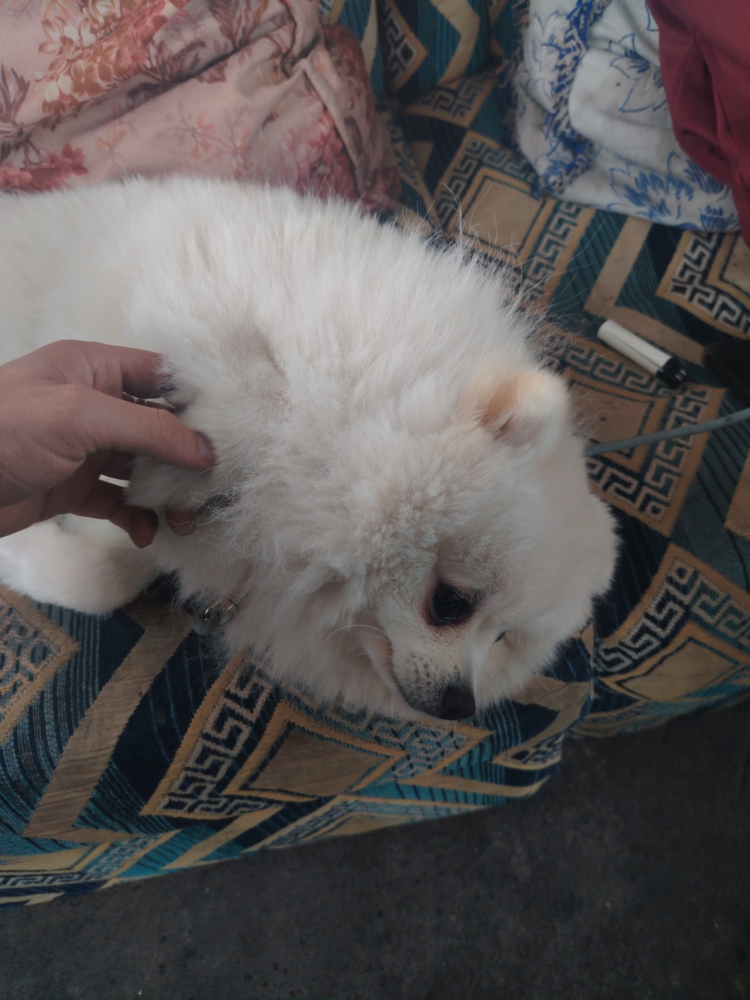 Person pets white Pomeranian on couch in Tangier