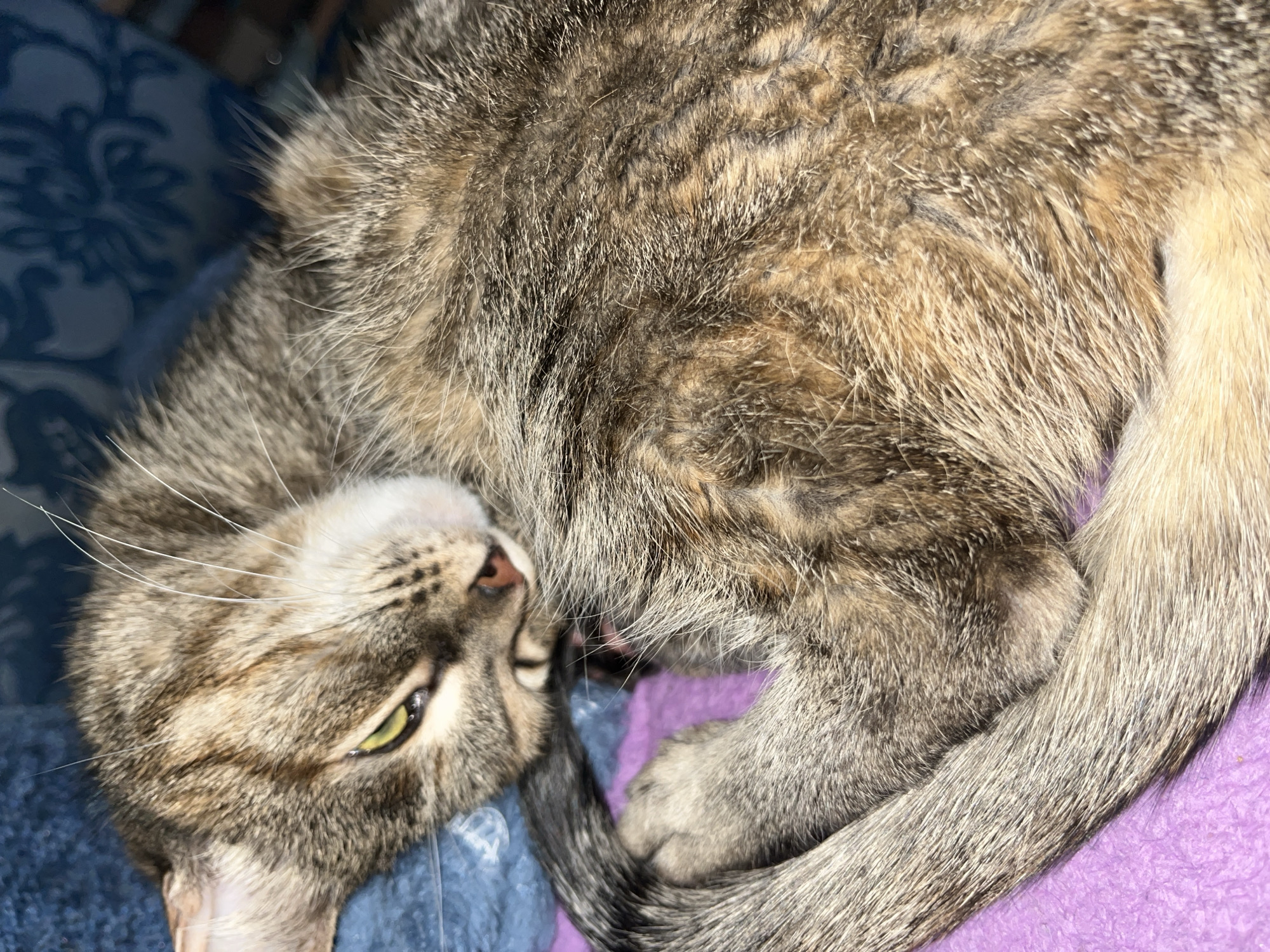 Tabby cat rests on blanket in Chaikovsky, Russia