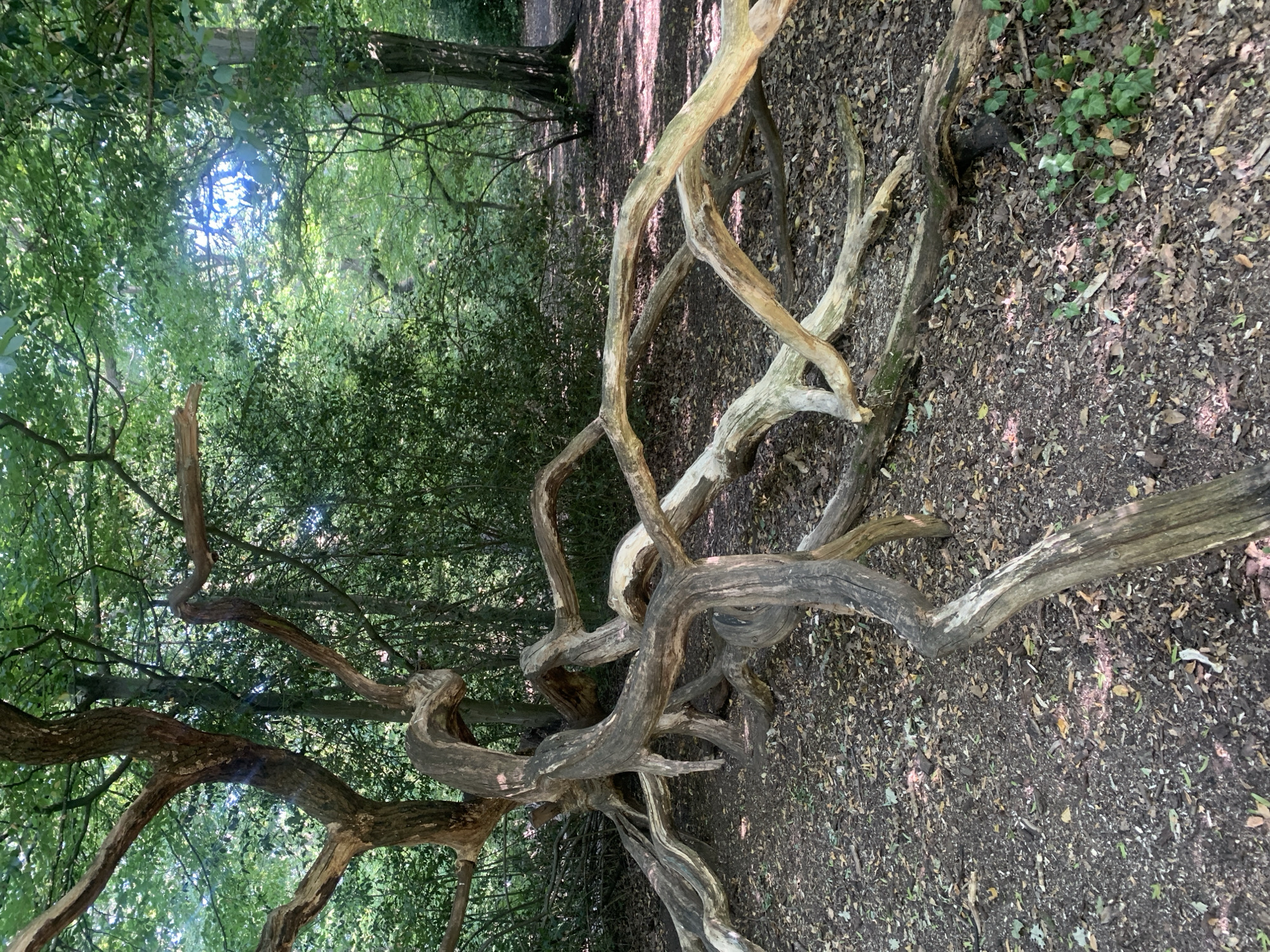 Fallen tree and leaf details in a London woodland