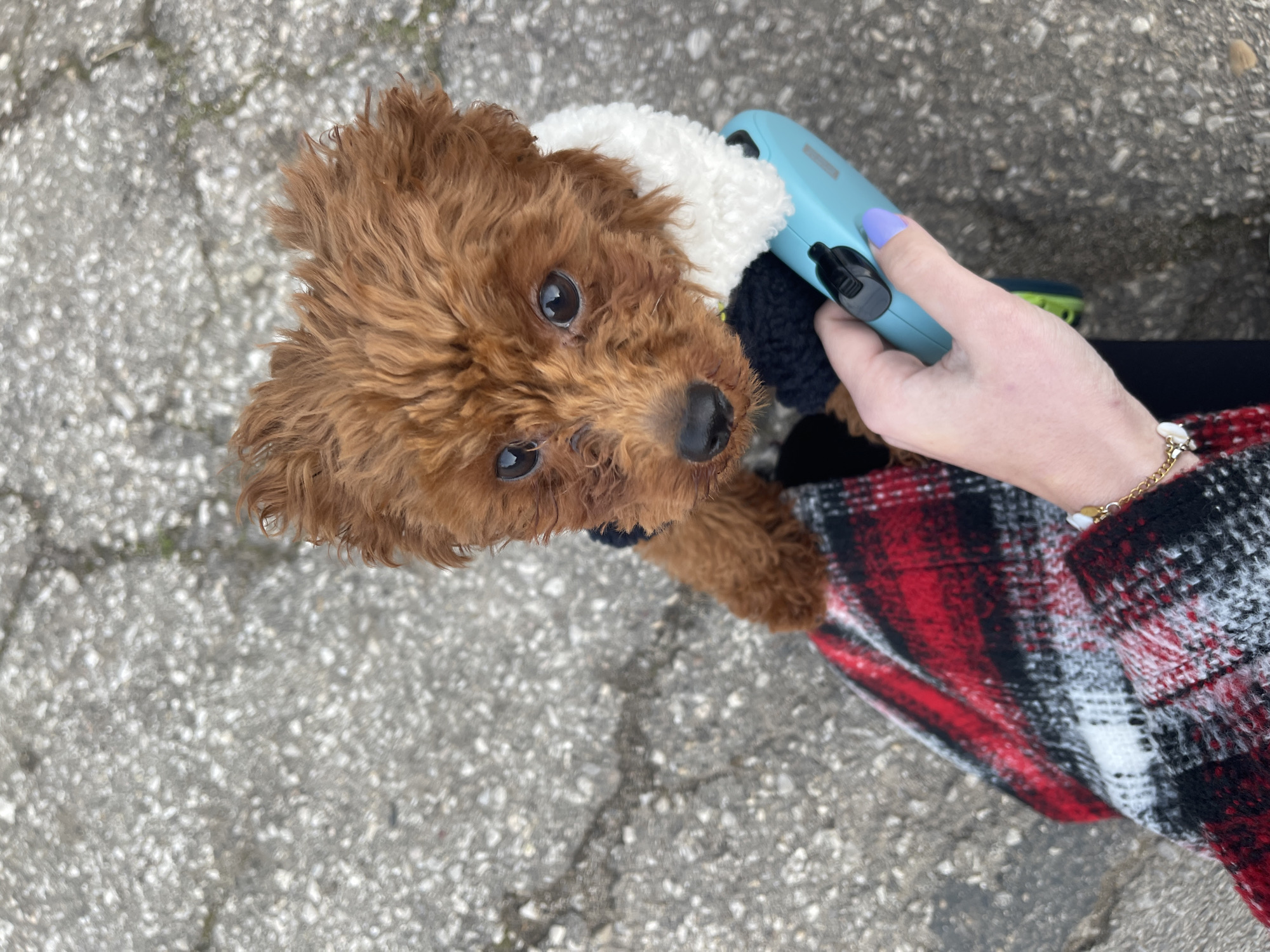 Unusual Pet Walking Sightings Captured in Sofia