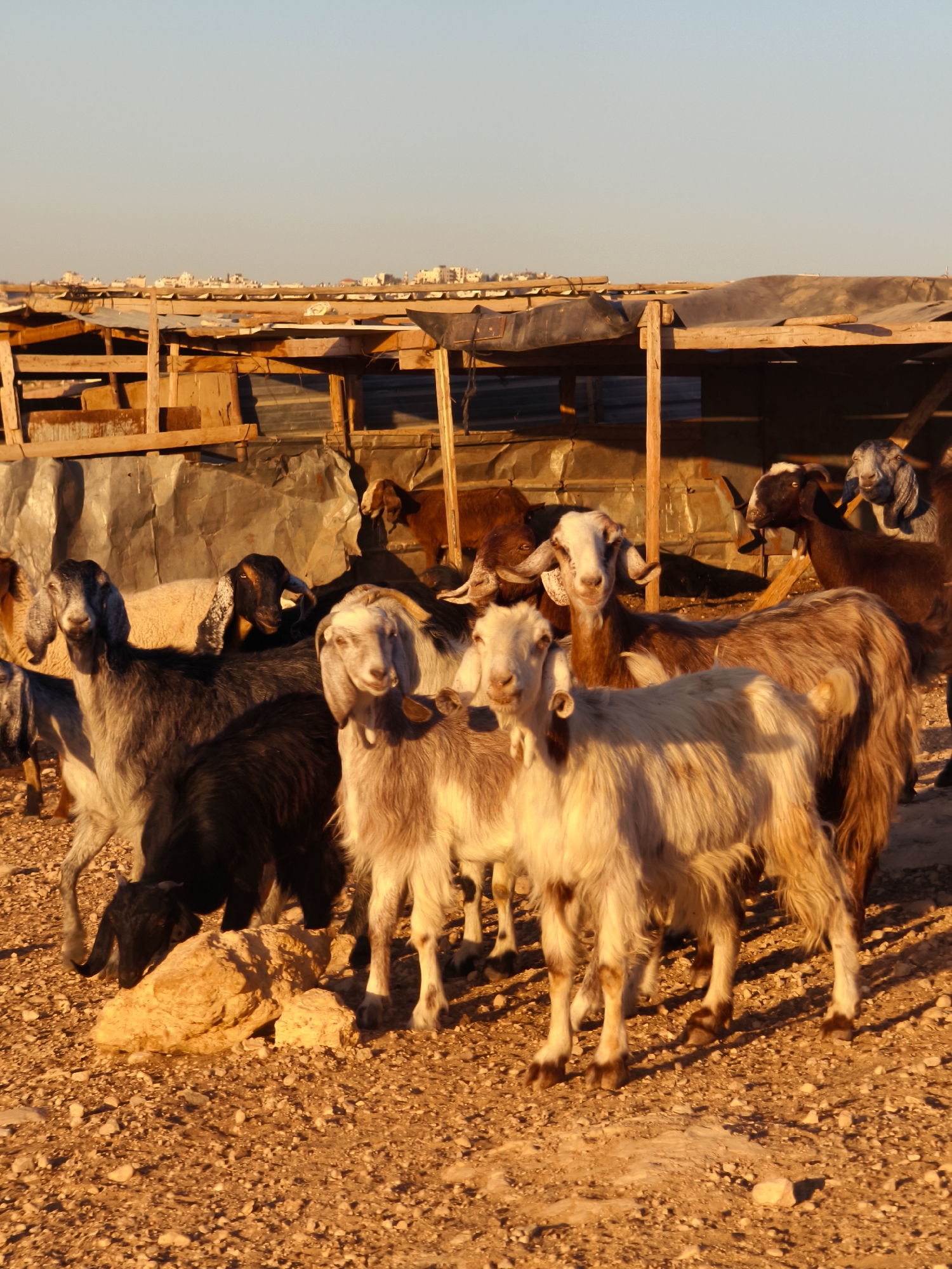 Goat herding at golden hour near a water tanker in Keidar