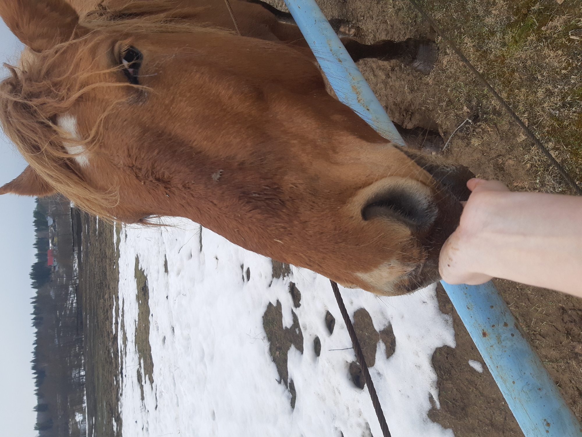 Woman visits horses at rural Russian farm
