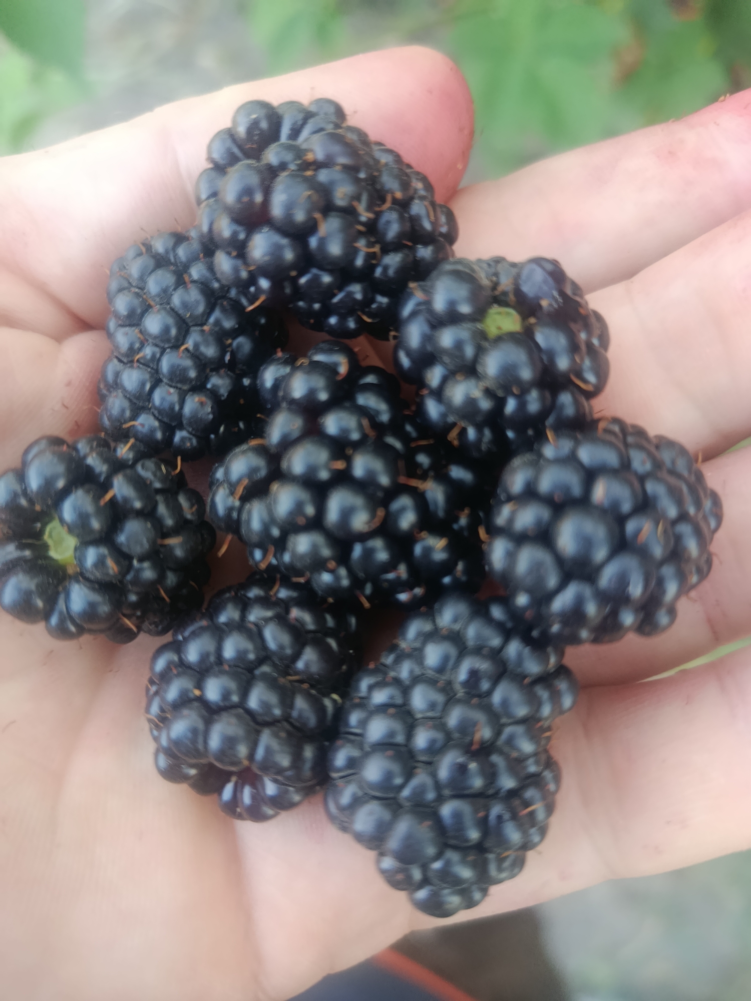 Fresh blackberries held up close, nearly all ripe
