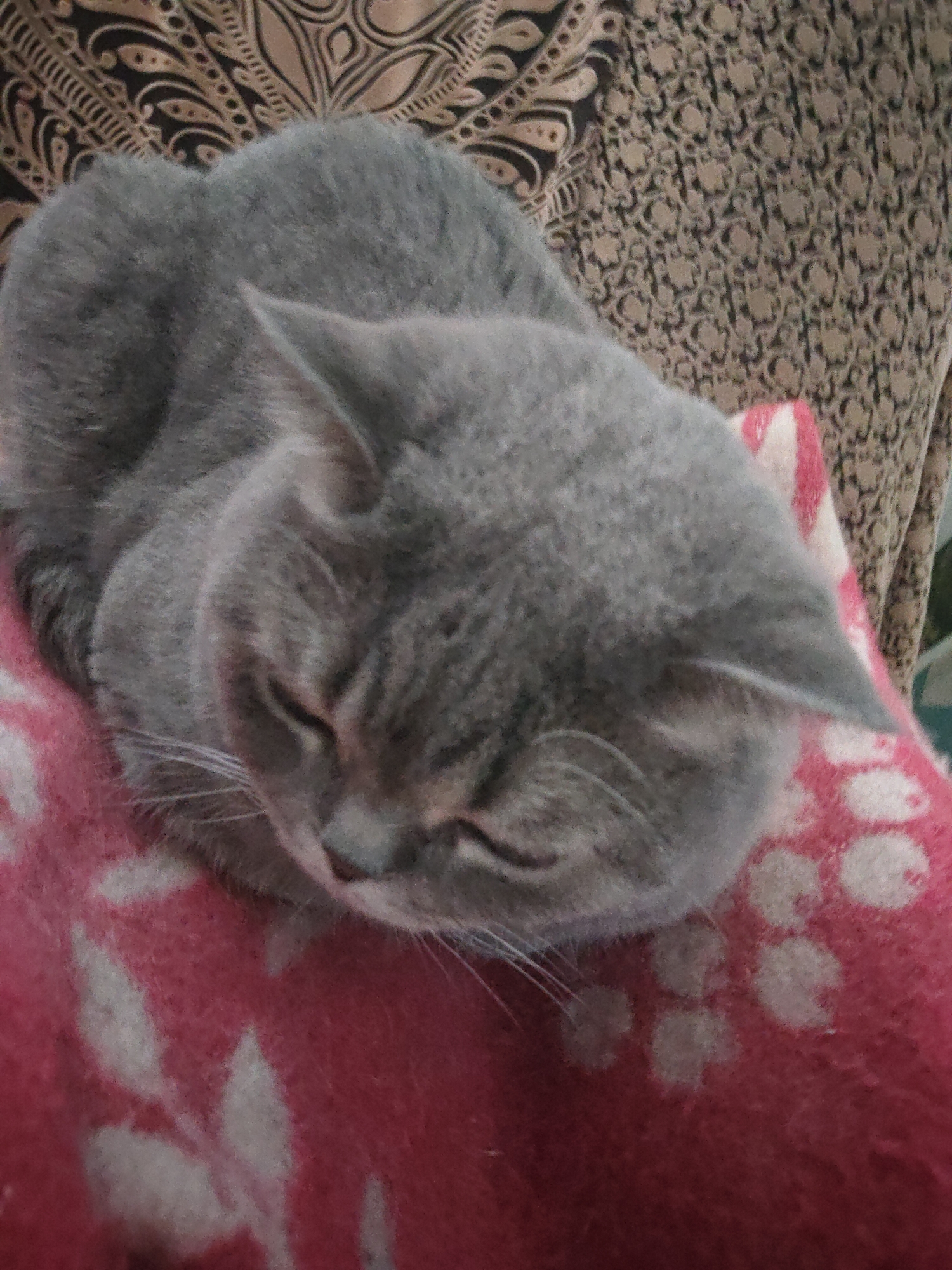 Gray cat documented through 15 memories over 84-minute period