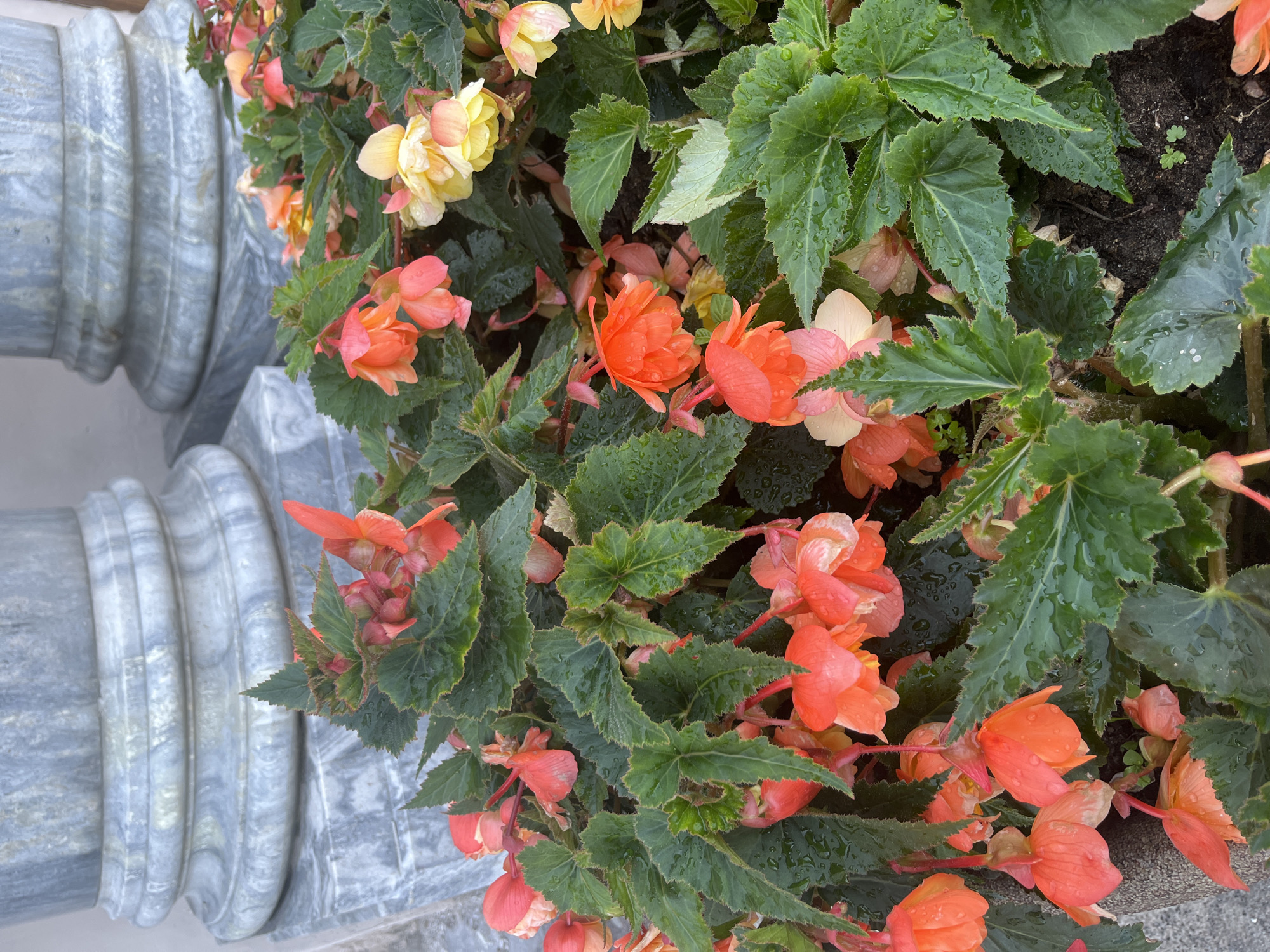 St. Isaac's, the Neva, and summer blooms in central St. Petersburg
