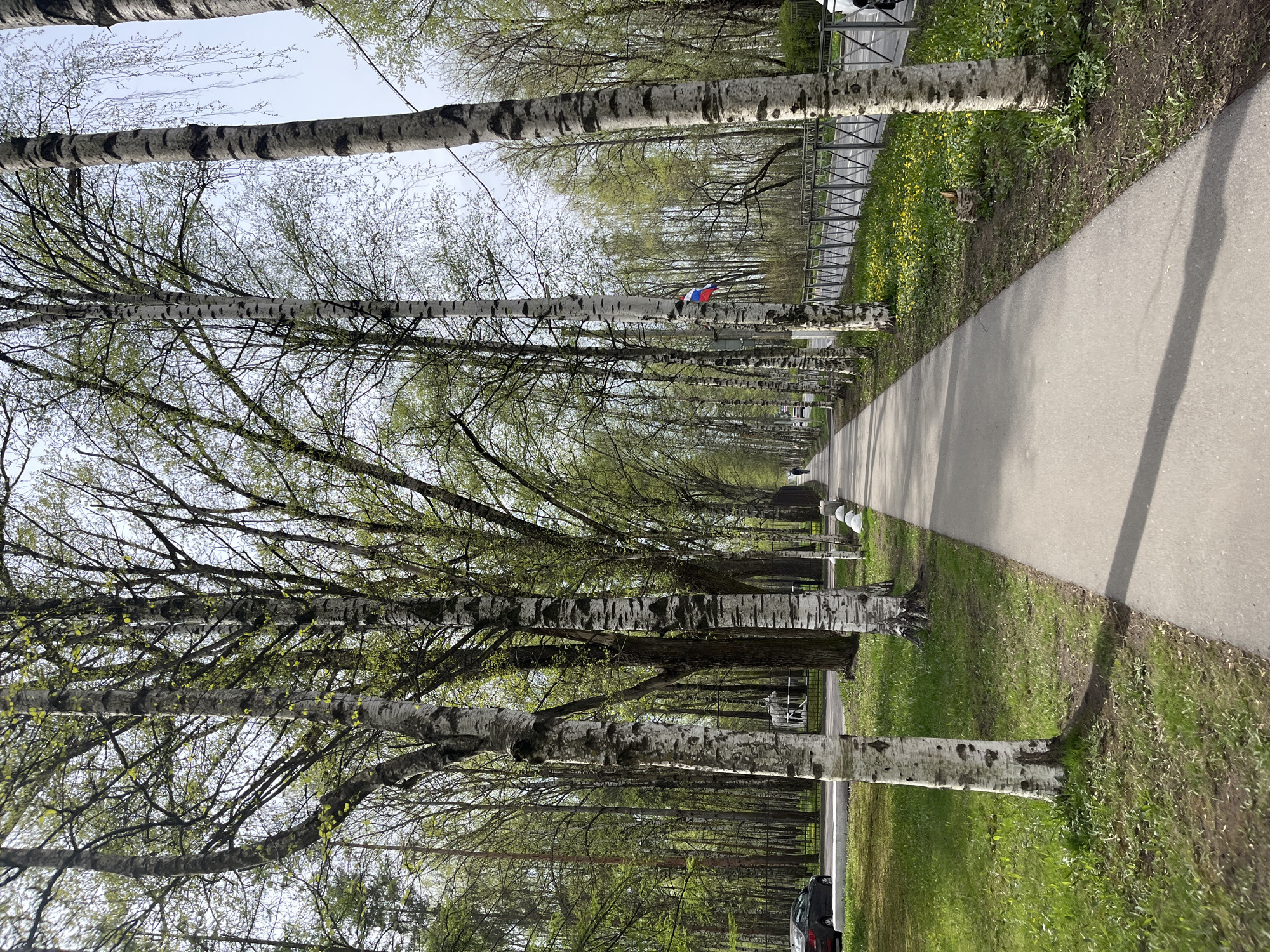 Spring foliage emerges around Pushkin-Shushary area, Russia