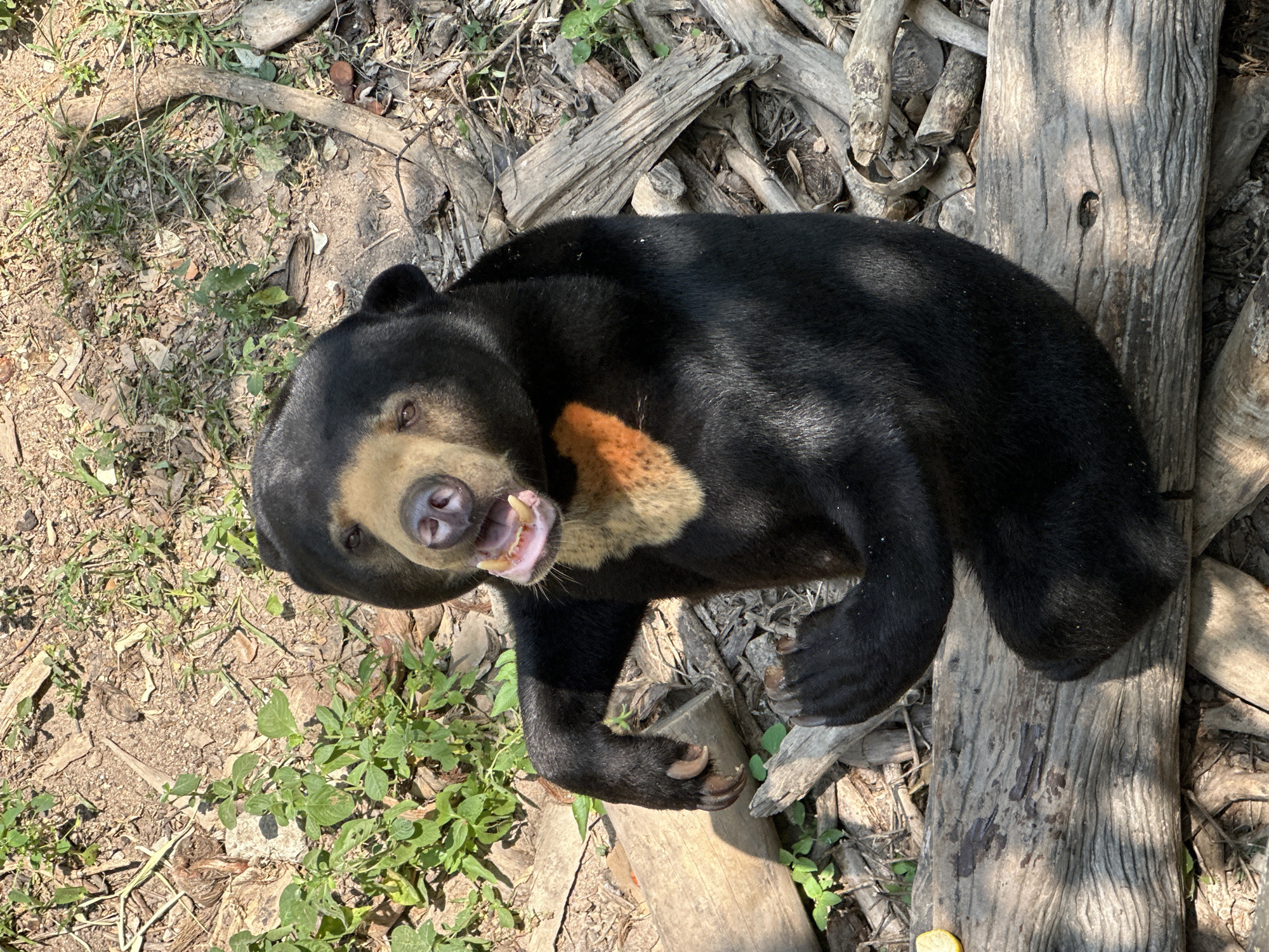 Sun bear spotted resting in Thai woodland area