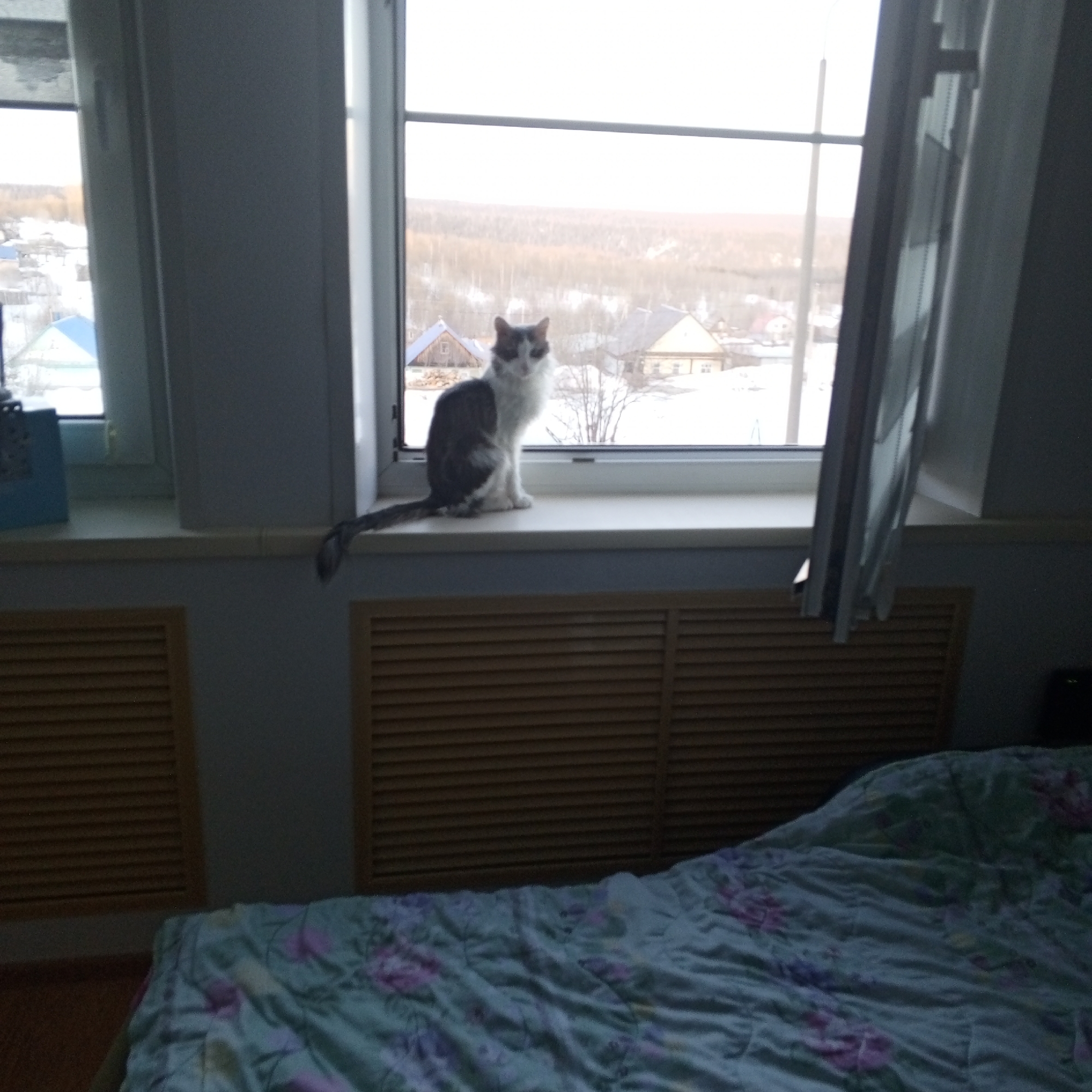 Grey and white cat spotted in multiple indoor locations