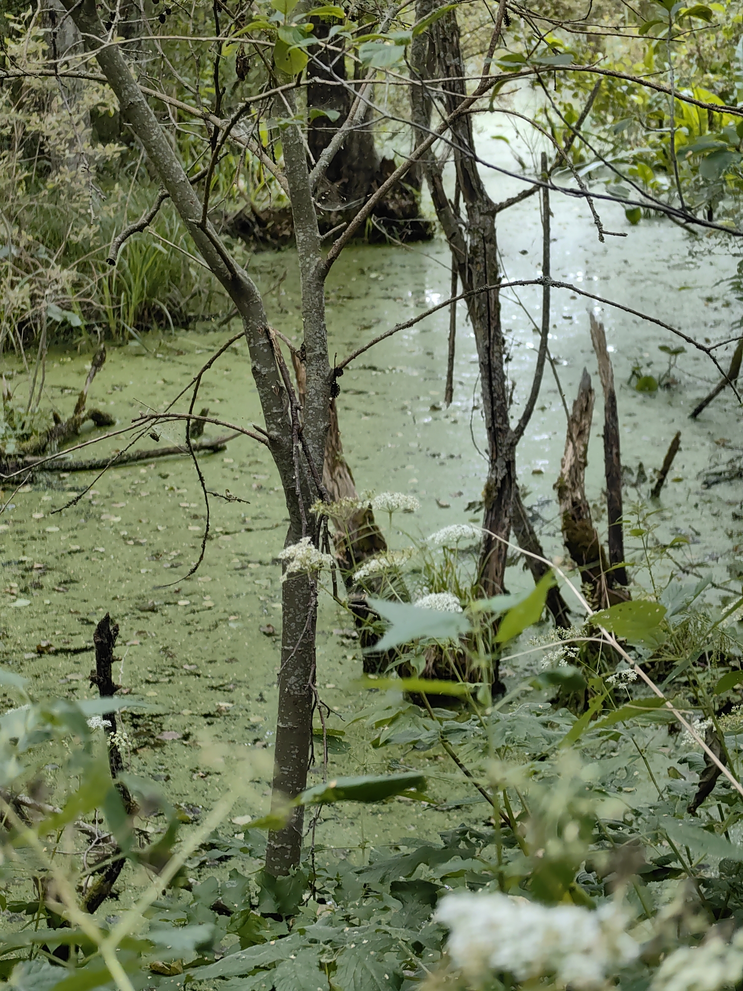 Algae-covered wetland and a selfie in rural Belarus