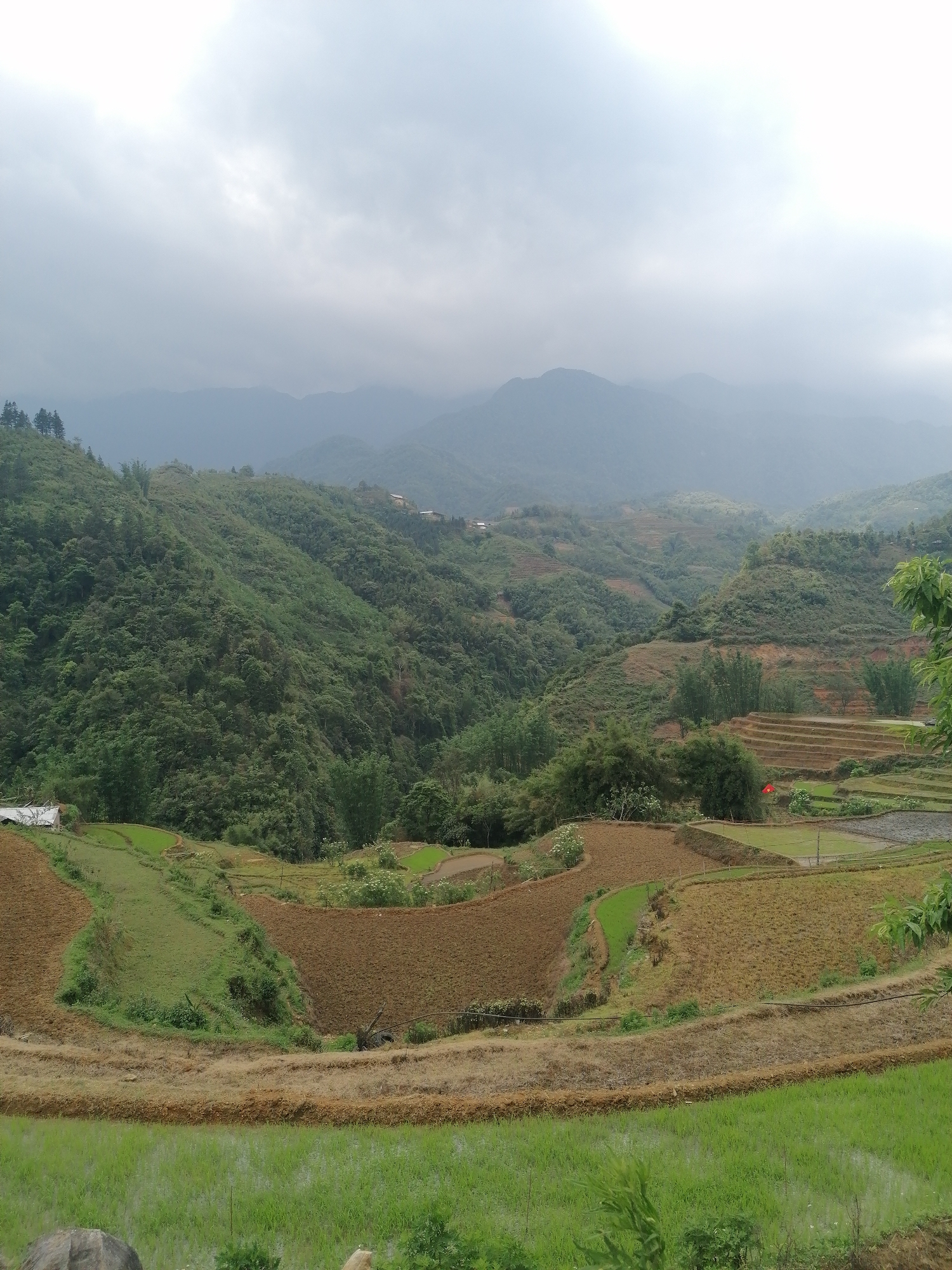 Morning documentation of Sa Pa's terraced landscapes under overcast skies