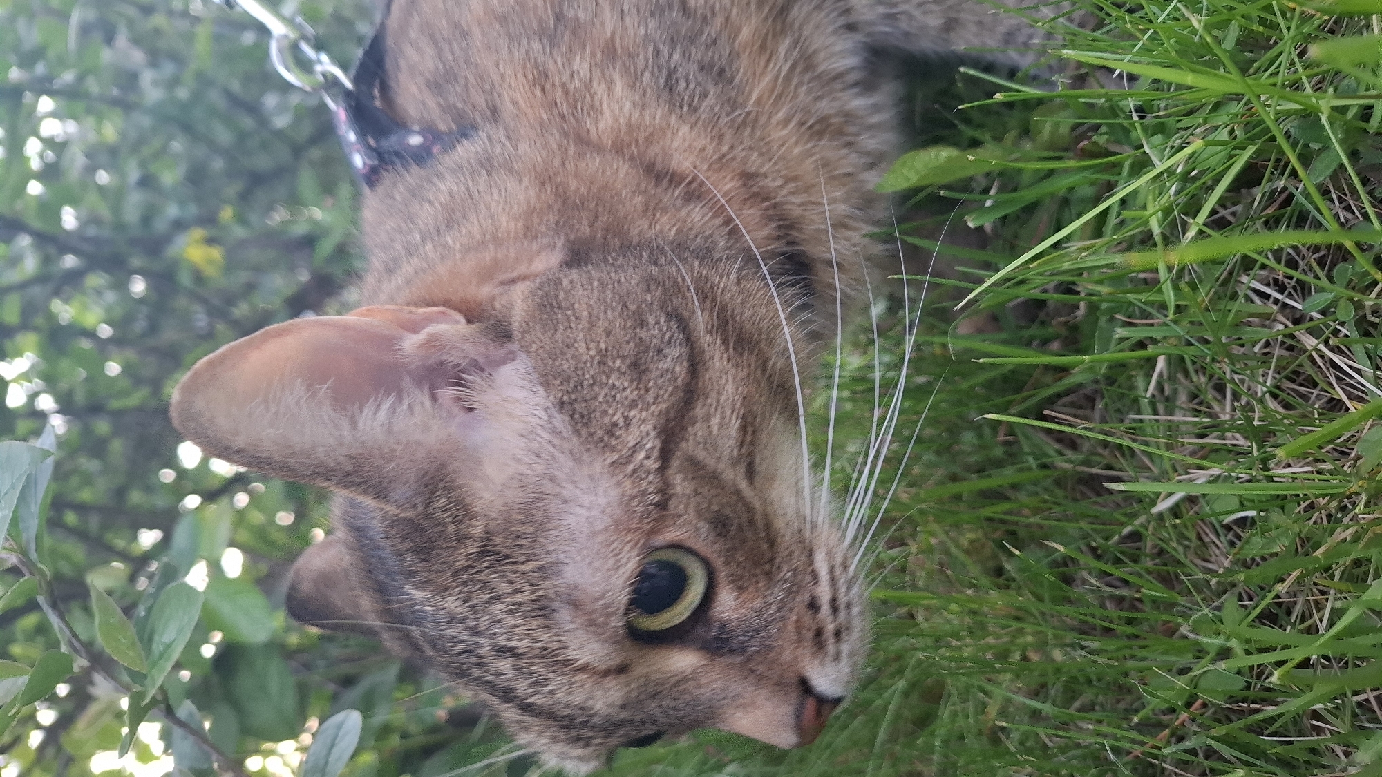 Leashed cats explore Saint Petersburg parks amid spring blooms