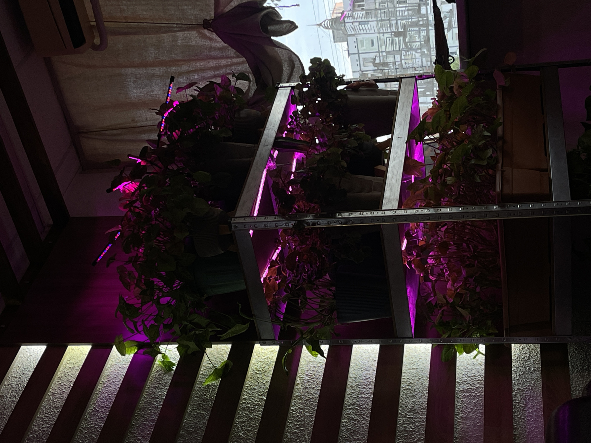 Indoor plant growing setup documented in Bender, Moldova
