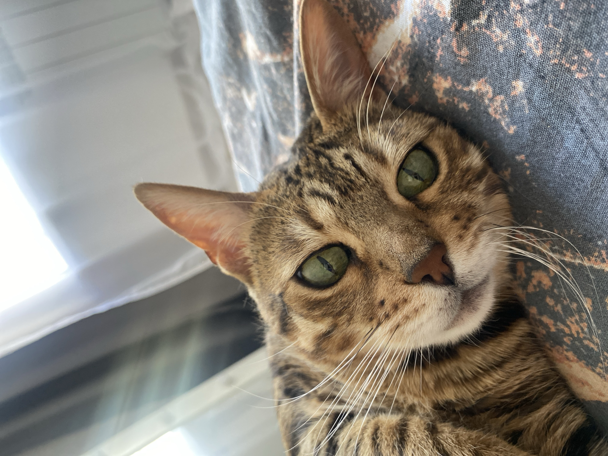 Quiet morning moments with pets and breakfast in Chaikovsky