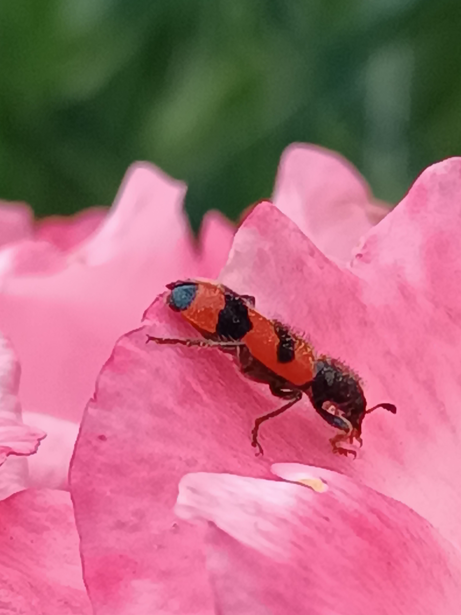 Beetle spotted crawling on pink rose in Viadana, Italy