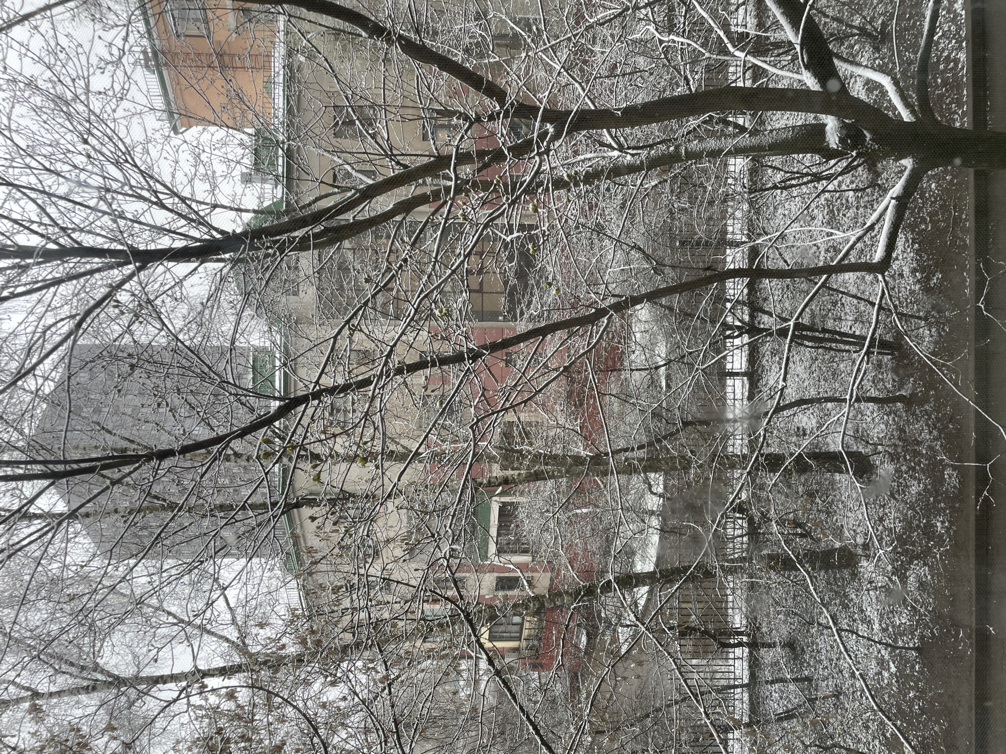 Winter scene documented in Moscow with snow-covered trees