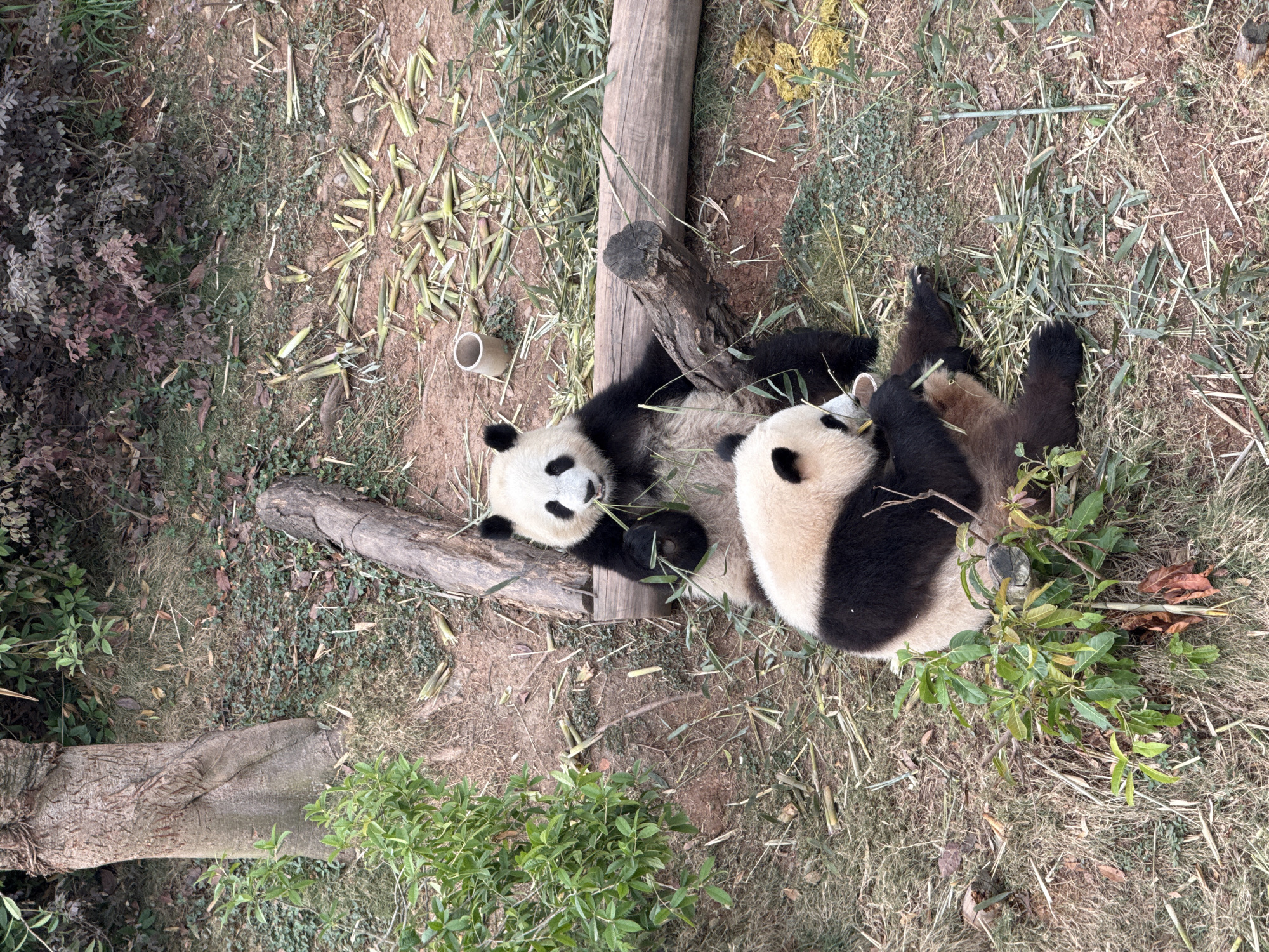 Giant pandas feed, rest in Chenghua District enclosure