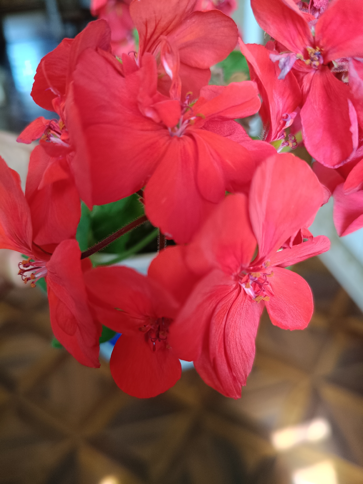 Floral details and decorative textures, Martuni morning