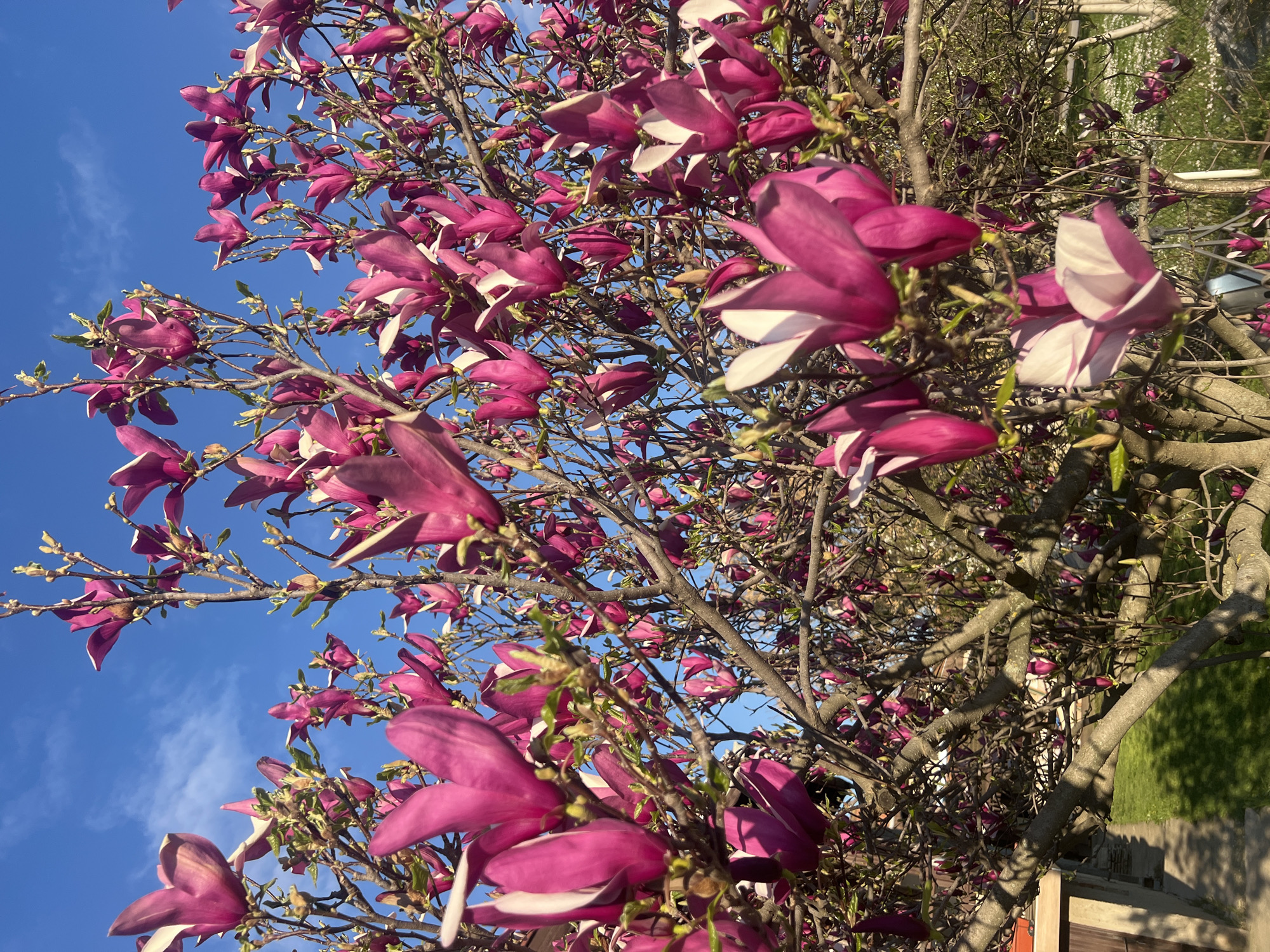 Spring blooms documented in Serbian municipality afternoon photography session