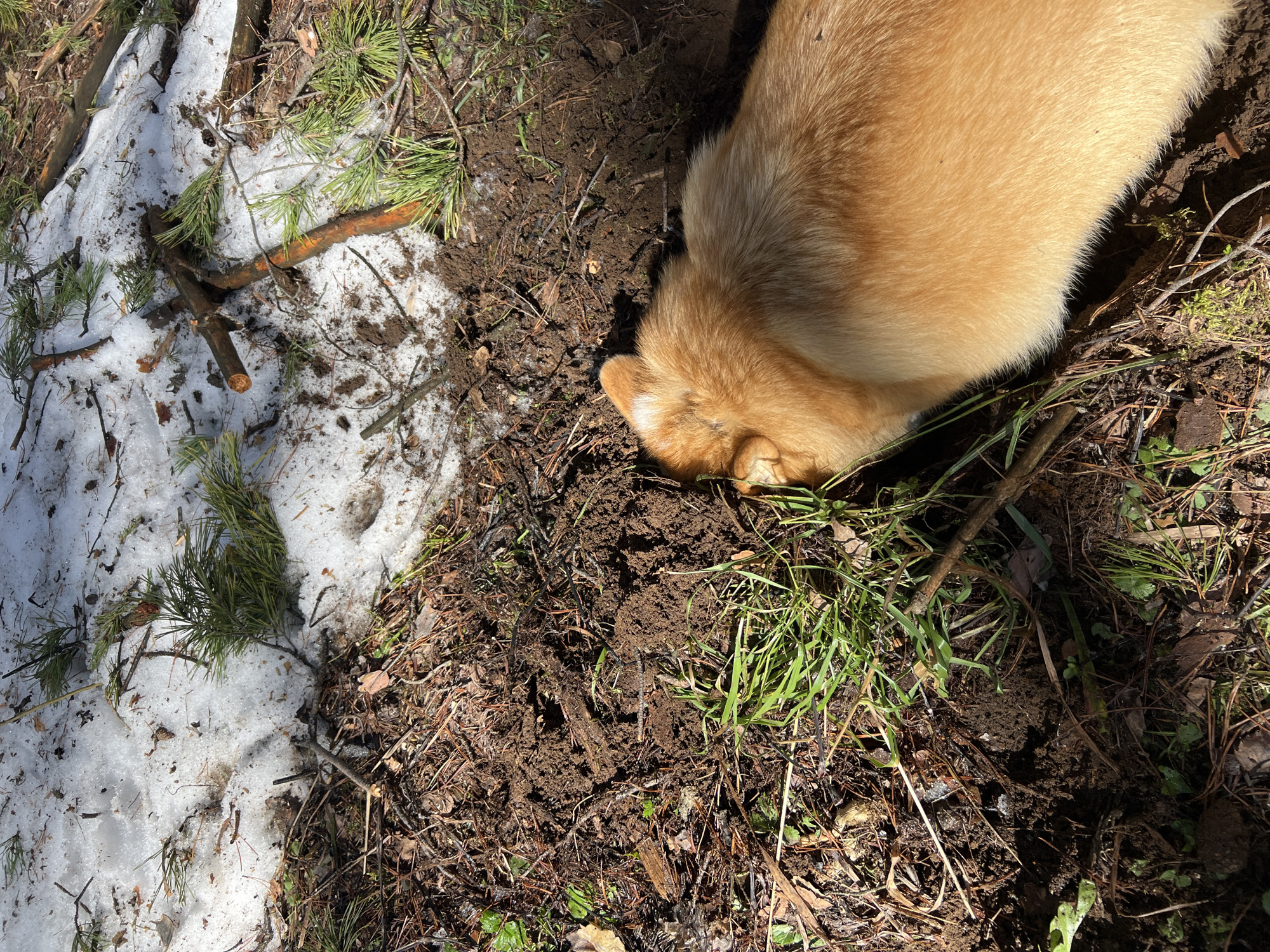Dog digs in dirt amid melting snow in Chaykovsky