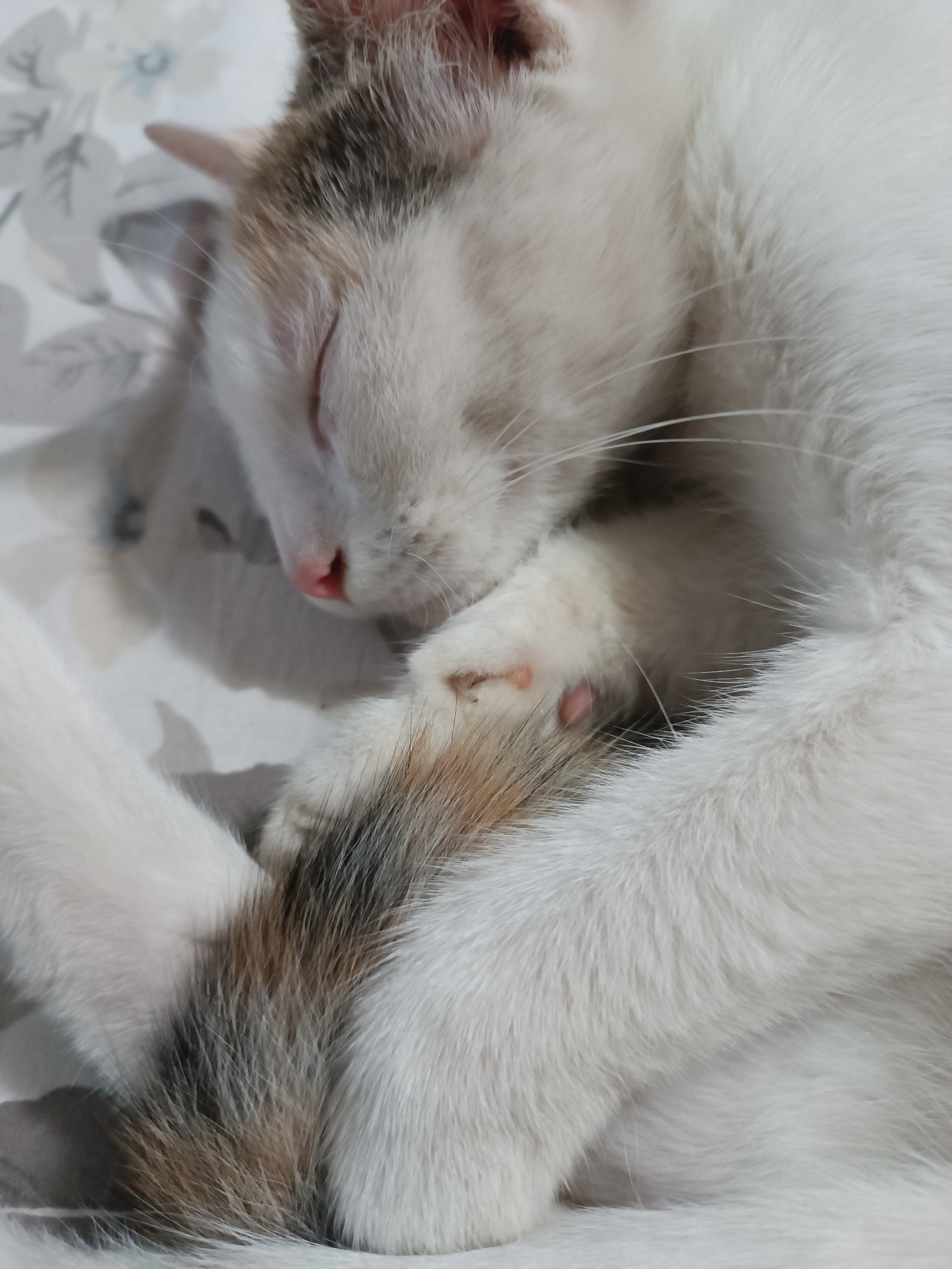 Cats napping and grooming at home in Viadana