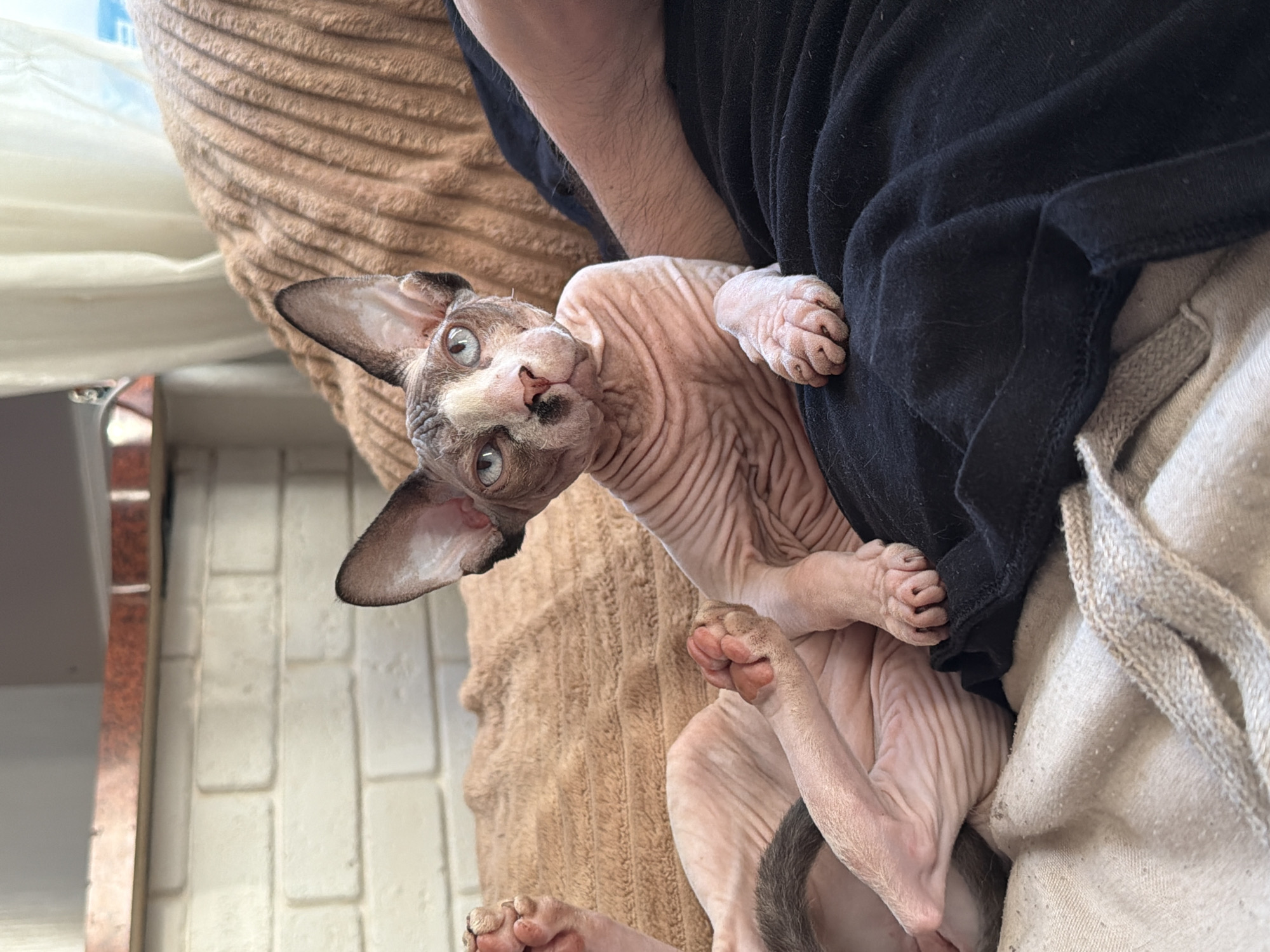 Sphynx cat photographed and handled by multiple witnesses