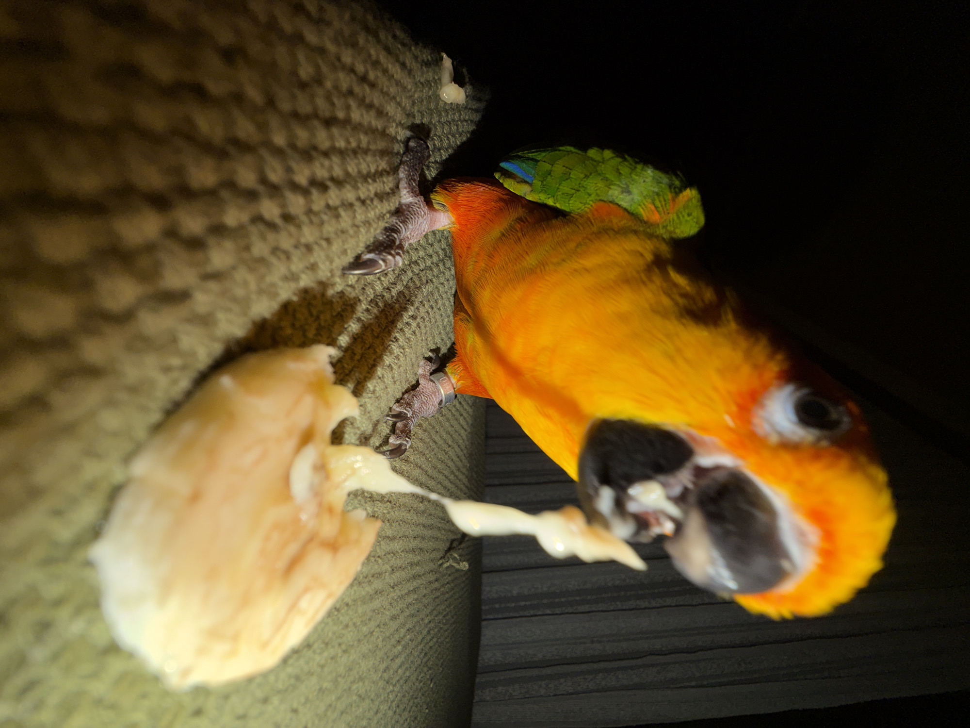 Pet parrot interacts with owner during food preparation in Khimki