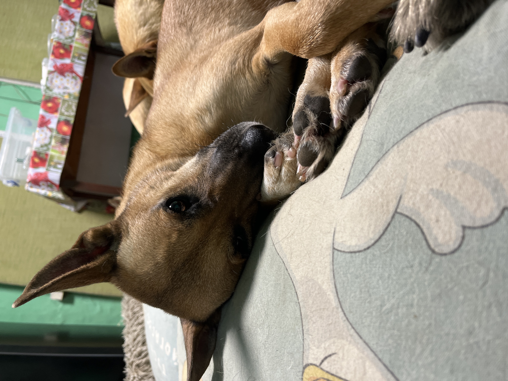 Dogs, cats, and a casserole: a pet household in Nizhny Tagil