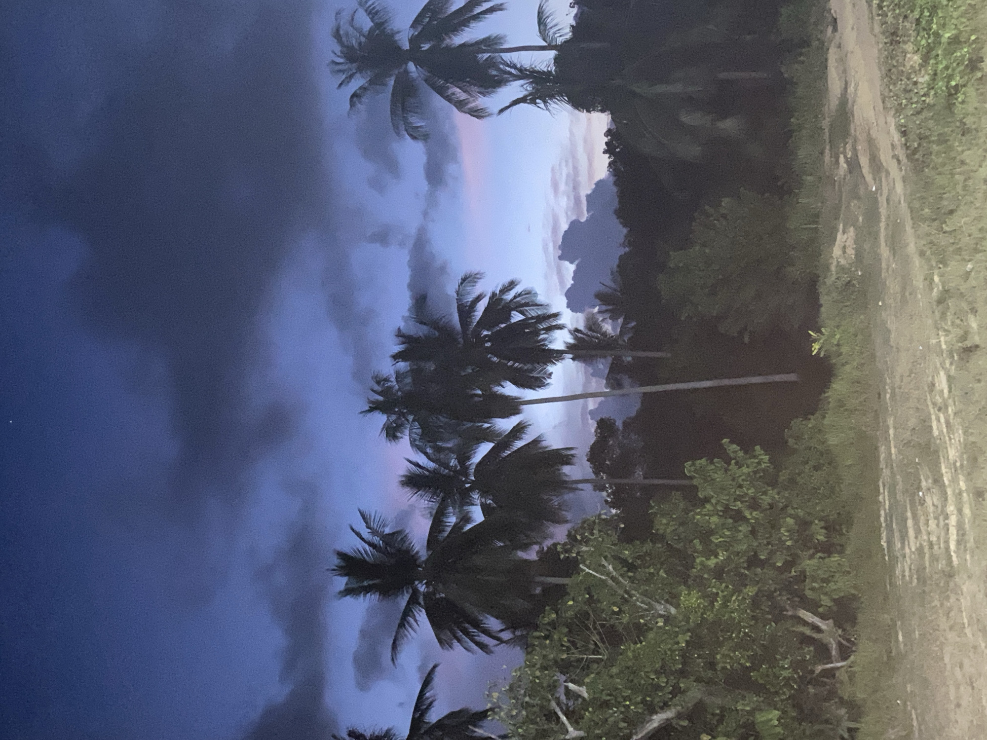 Evening palm trees silhouetted against purple sky in Indonesia