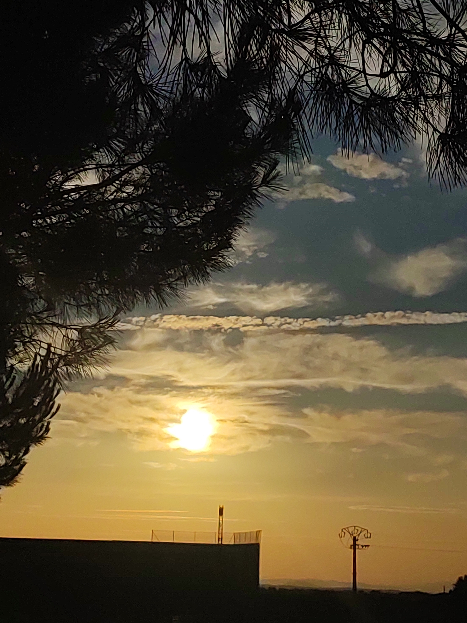 Golden hour among the pines of rural Sobradillo