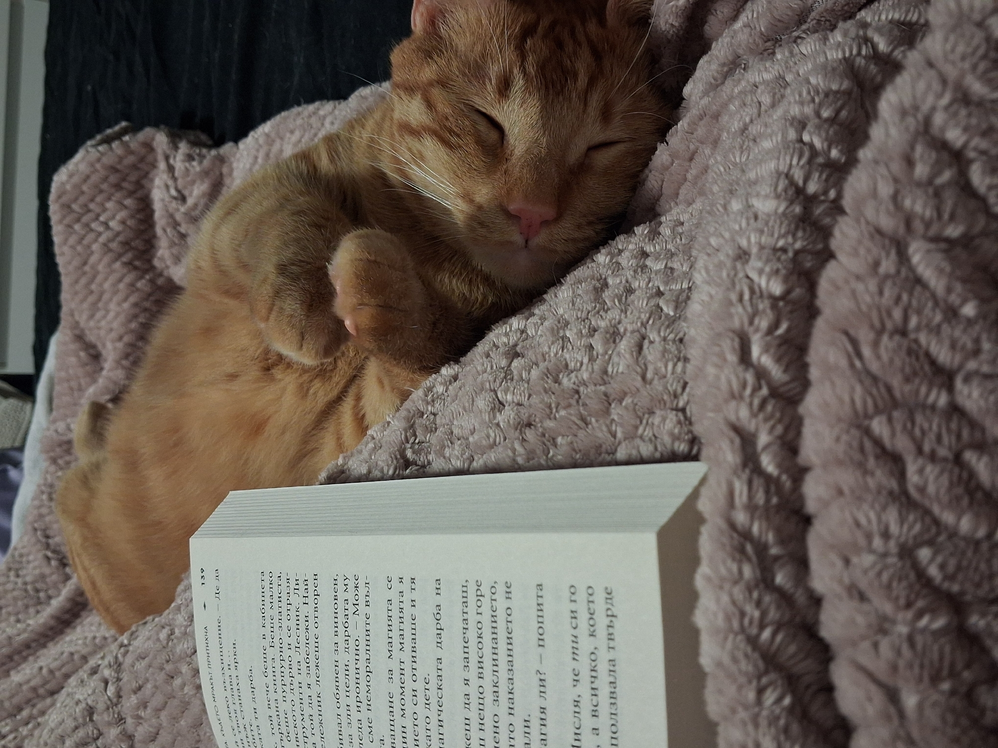 Orange cat and dog sleep peacefully in Varna home