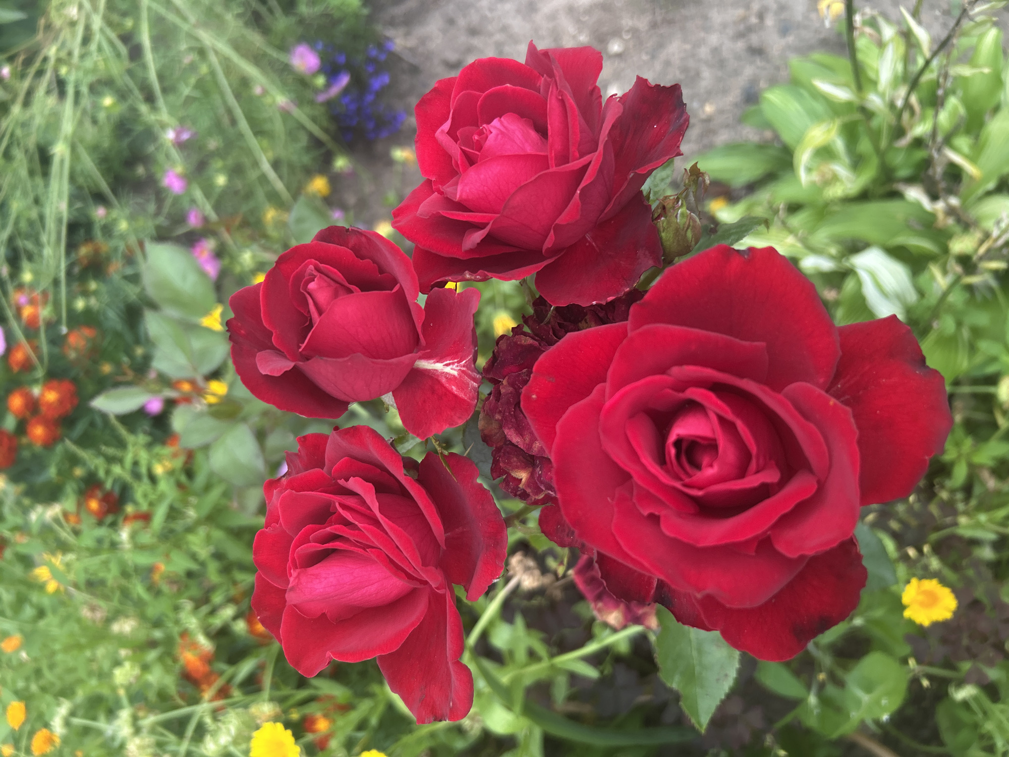 Summer evening in Kalitsino: flowers, country roads, and a slow sunset