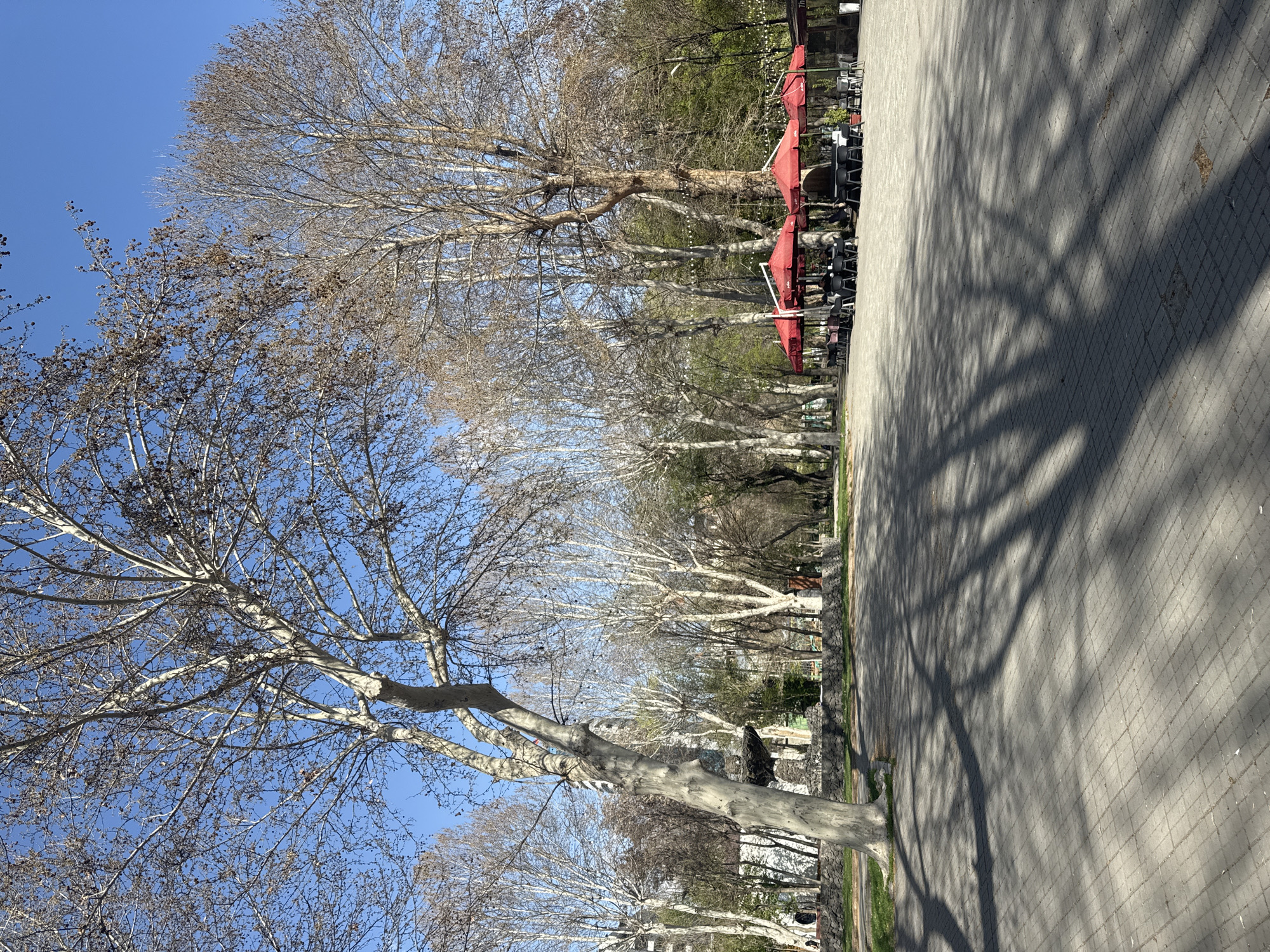 Spring morning scenes captured near Yerevan's Matenadaran Institute