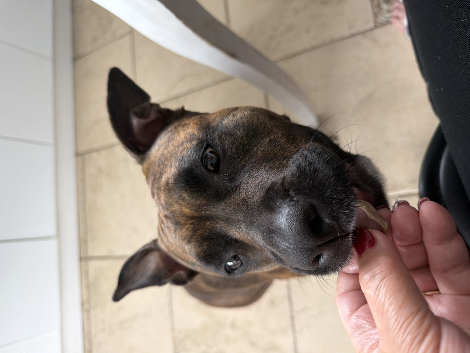Morning breakfast routine documented with dogs in Baloži, Latvia
