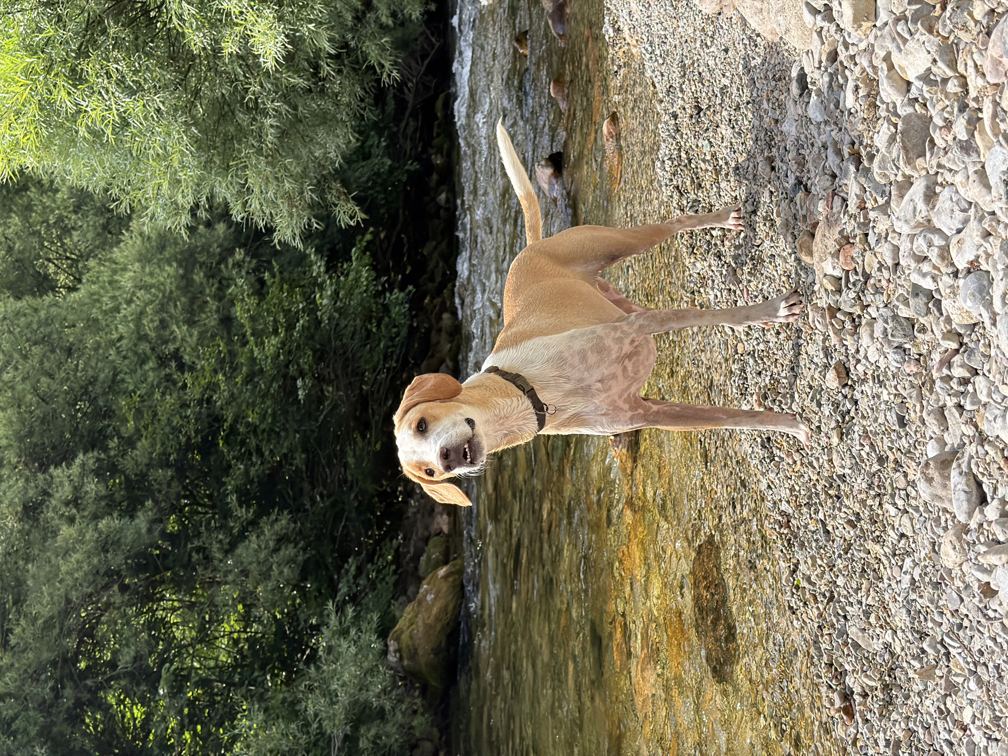 Dog splashing around in a clear Montenegrin stream