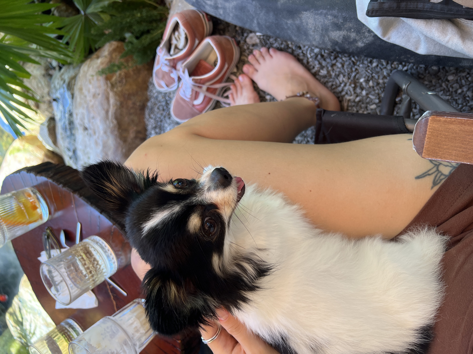 Person relaxes with Papillon dog at Đà Nẵng café