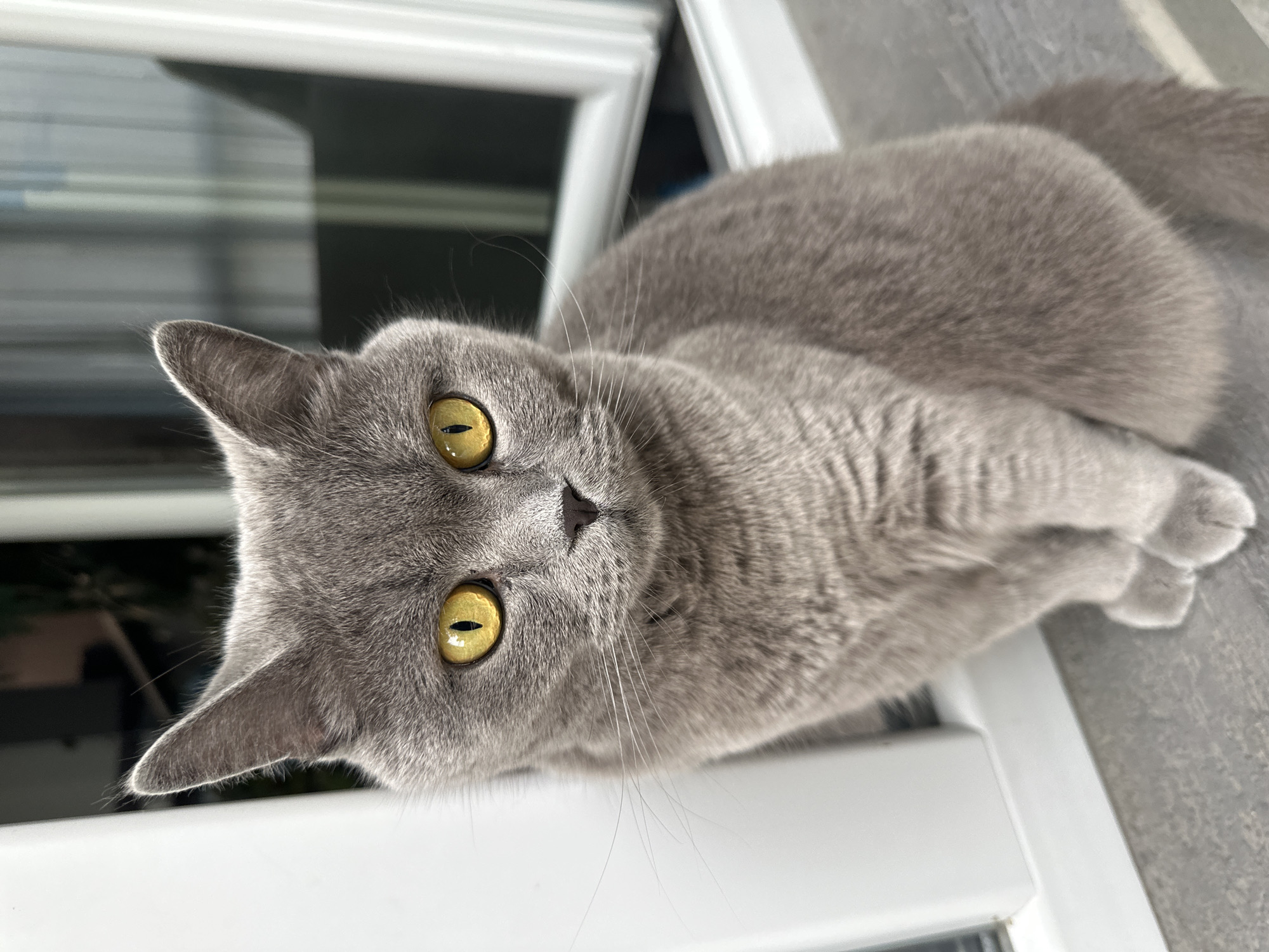 Rainy afternoon in Varna: a cat, a balcony, and storm clouds