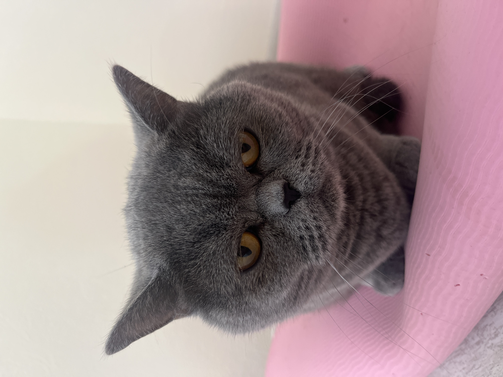 British Shorthair cat photographed on pink yoga mat in Saint Petersburg
