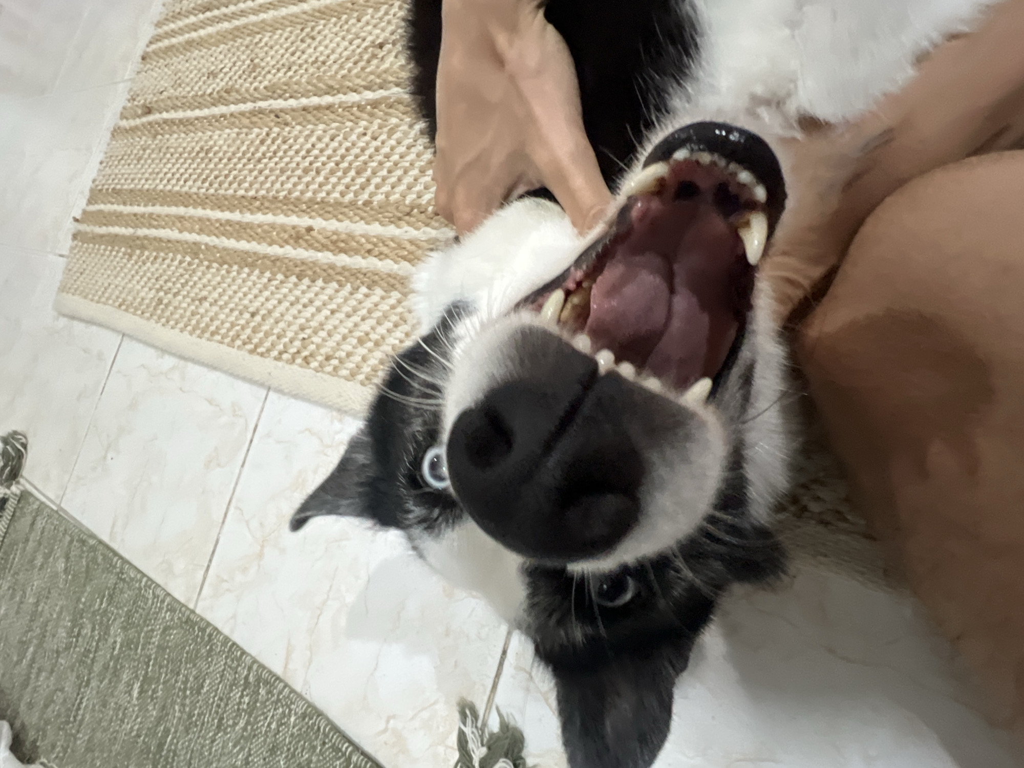 Two dogs, lots of treats, and some art in Karon
