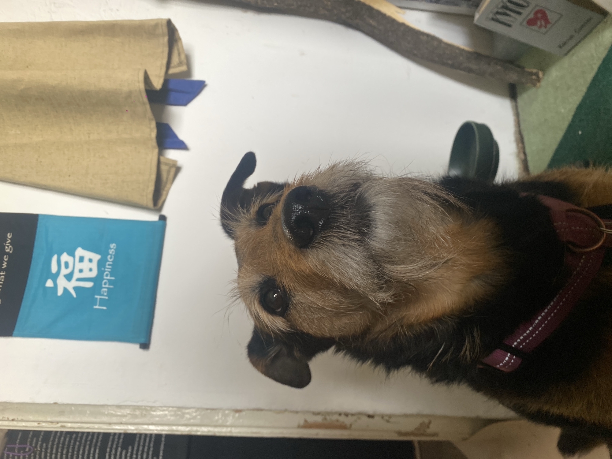 Terrier spotted with burgundy collar near blue banner in Khimki