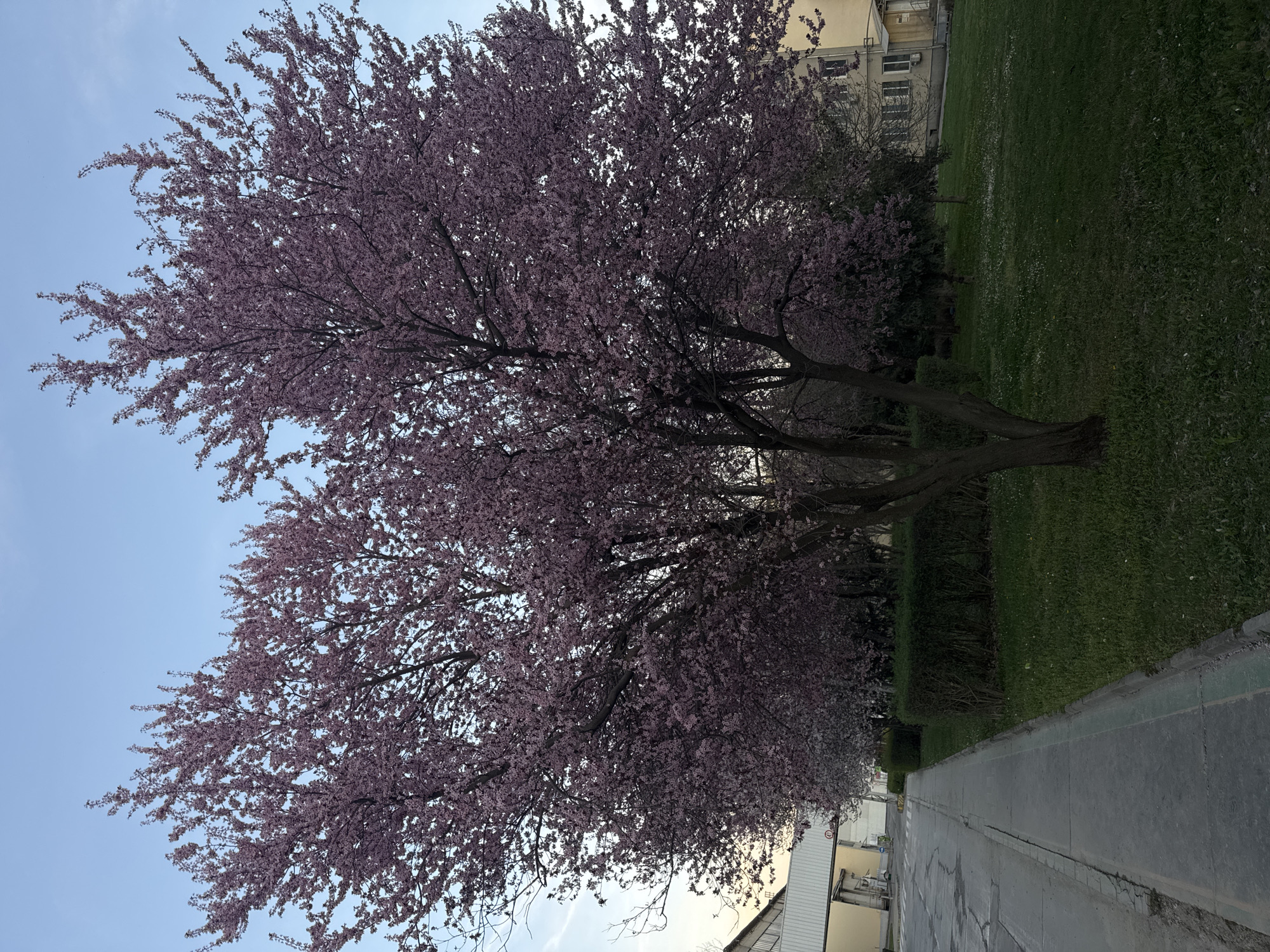 Cherry blossoms bloom along pathway in Beli Izvor, Bulgaria