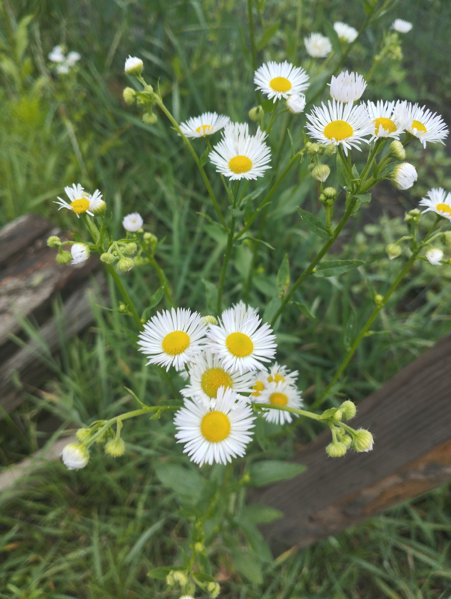 Summer garden in full bloom, Lebedyn, Ukraine