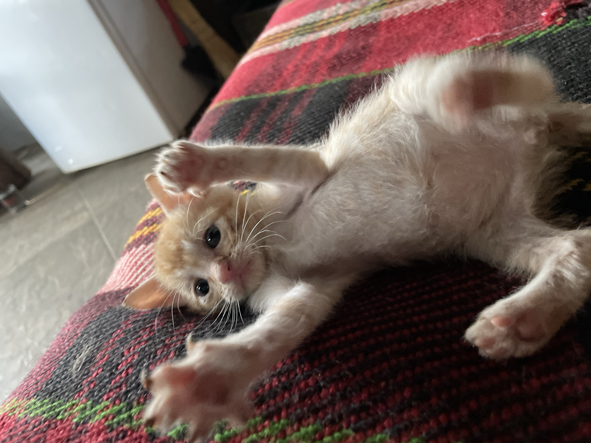 Kittens playing on blankets captured in Zlatograd home
