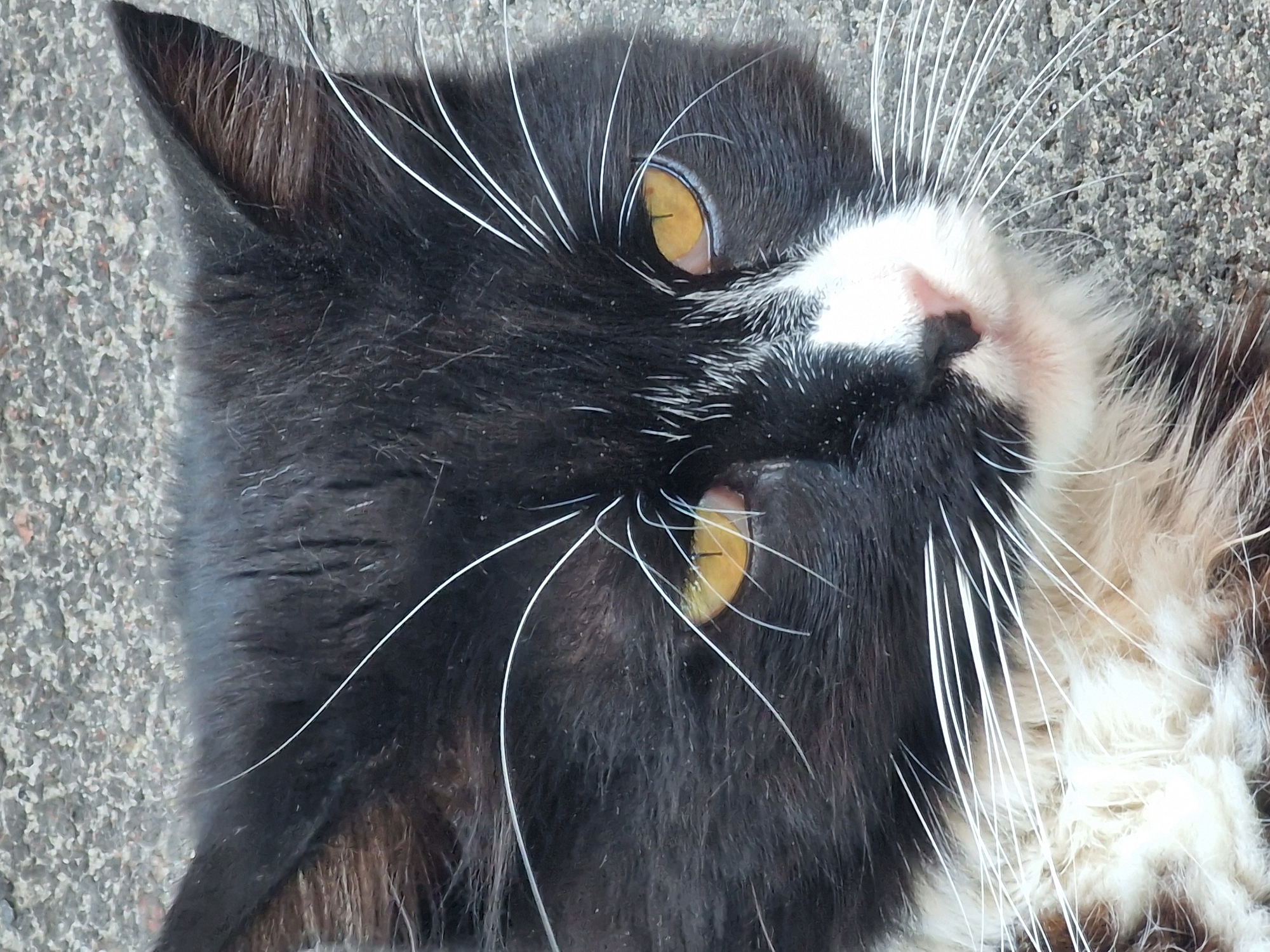 Cats lounging and roaming around an outdoor seating area