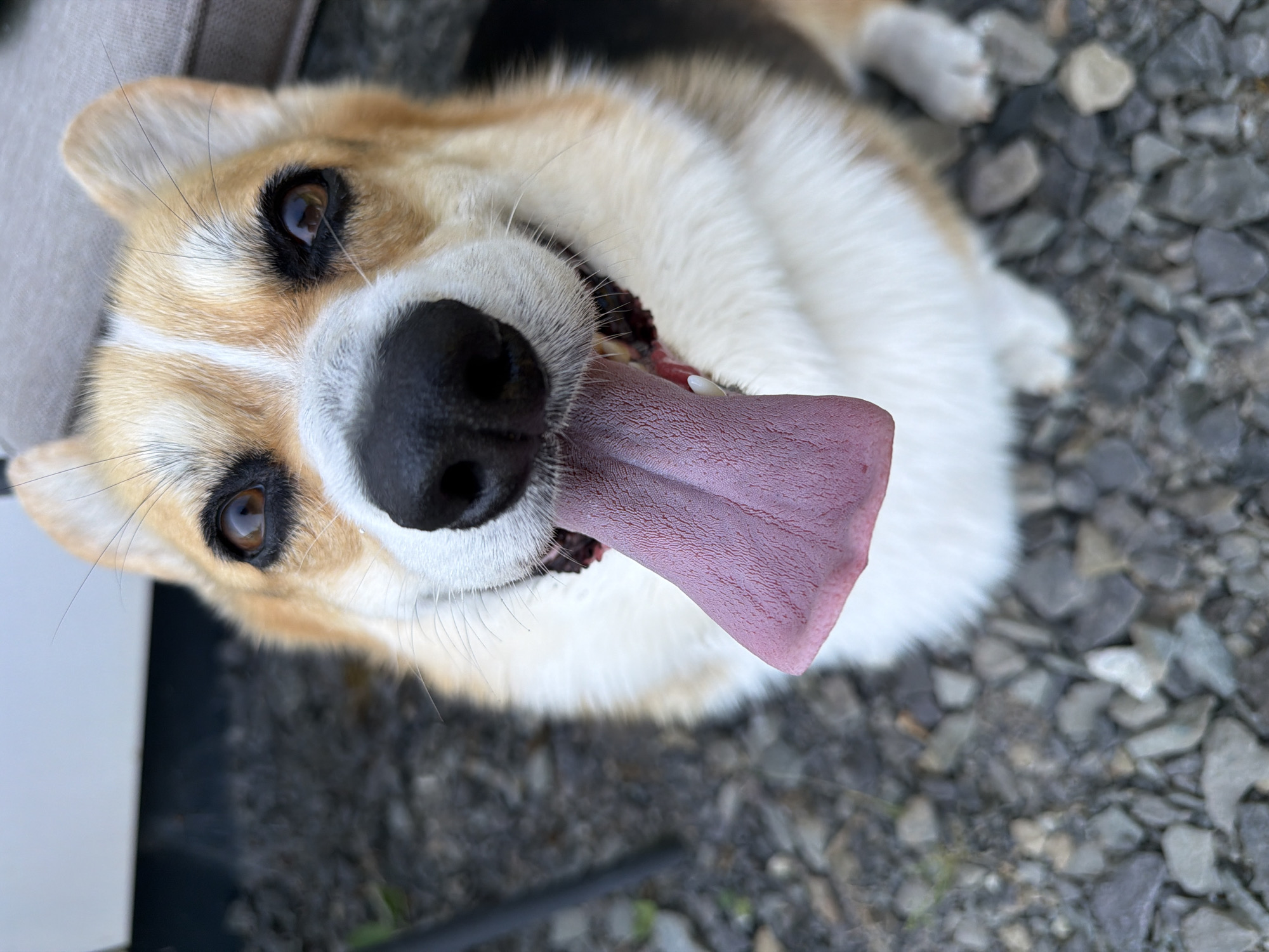 Corgi, coffee, and butterflies on a slow summer morning