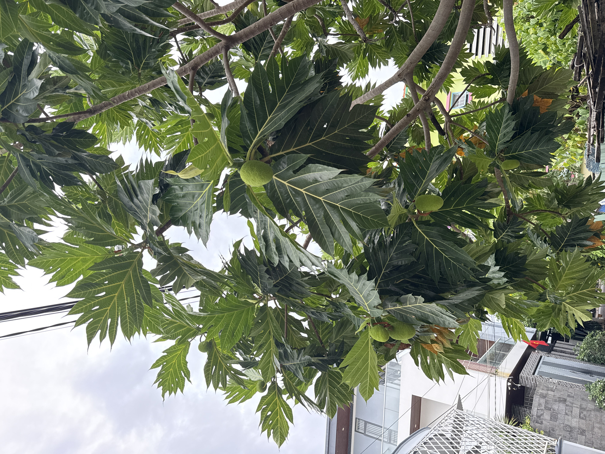Morning street life and urban greenery in Nha Trang