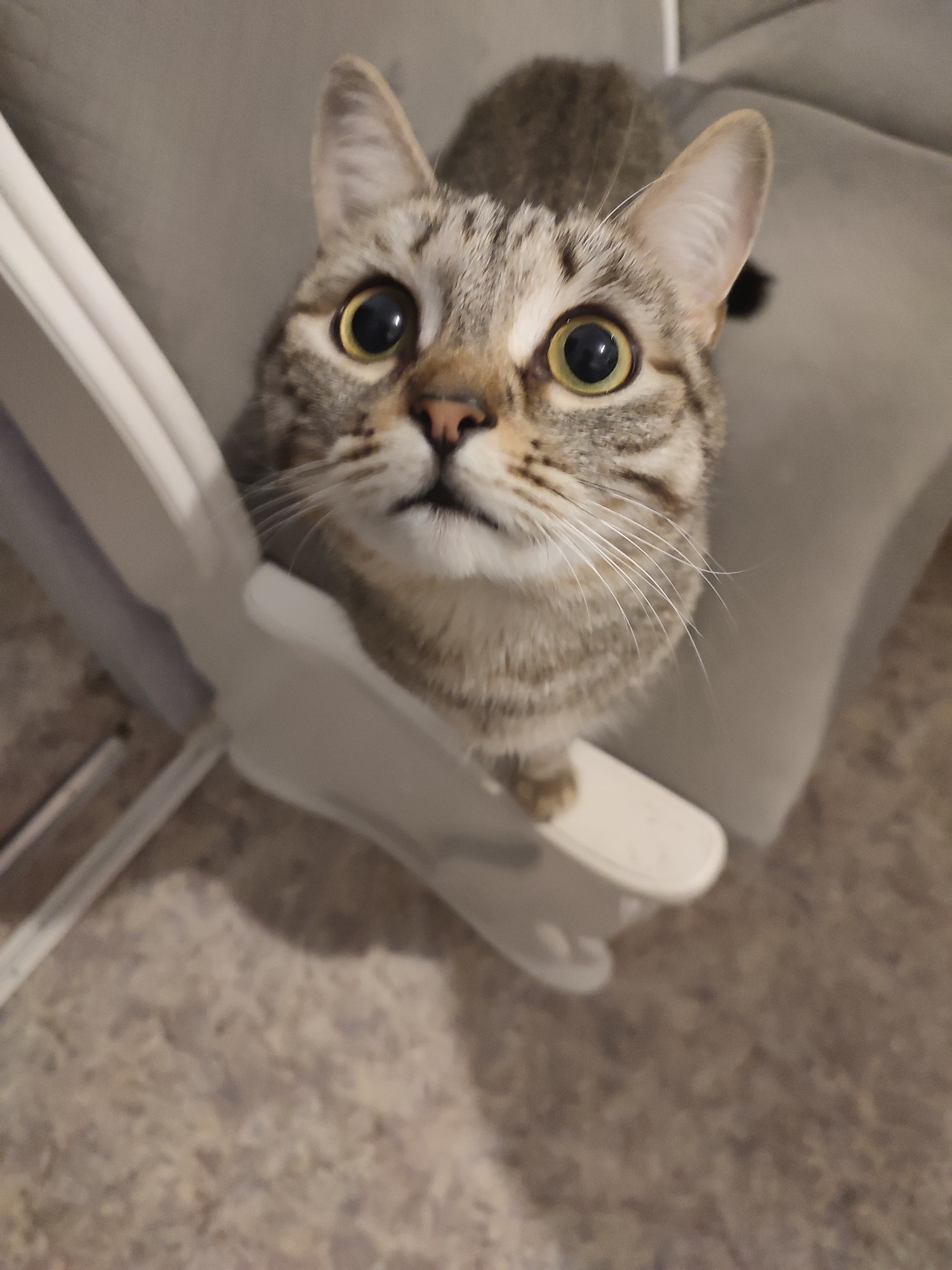 Tabby Cat Pet Session and Twilight Views Captured