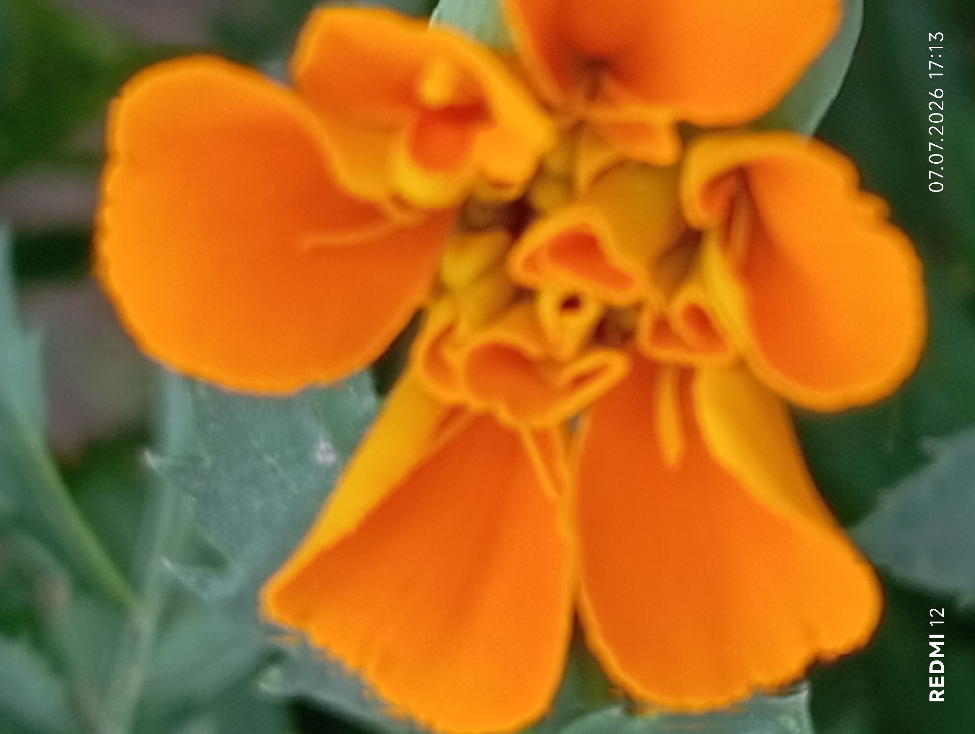 Flowers, leaves, cats, and dogs — a quiet afternoon in Smila